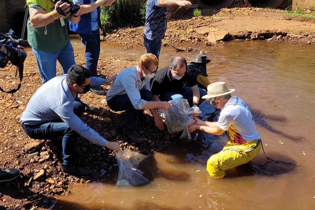 Jundiás e Lambaris são lançados em mananciais de abastecimento de Cascavel - Ação da Sanepar e parceiros visa aumentar a biodiversidade e melhorar a qualidade ambiental - Cascavel, 24/11/2021 - Foto: Sanepar