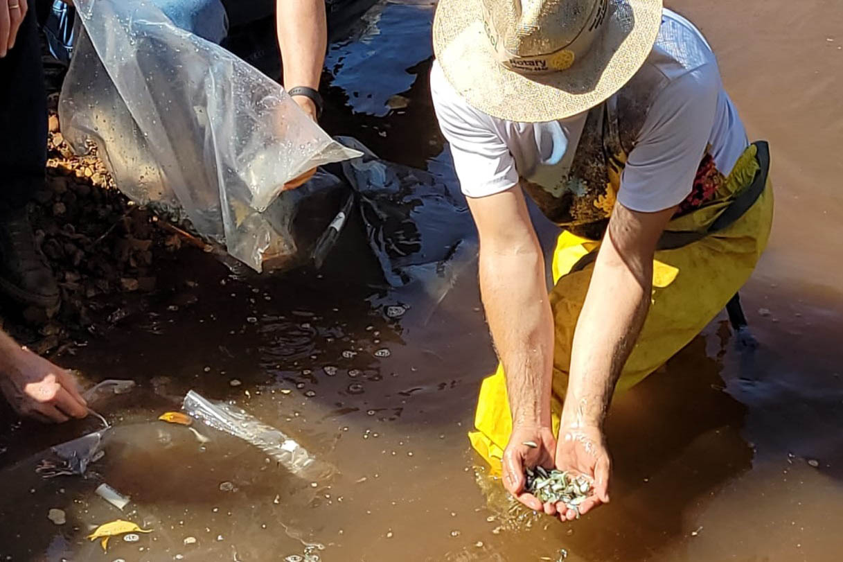 Jundiás e Lambaris são lançados em mananciais de abastecimento de Cascavel - Ação da Sanepar e parceiros visa aumentar a biodiversidade e melhorar a qualidade ambiental - Cascavel, 24/11/2021 - Foto: Sanepar