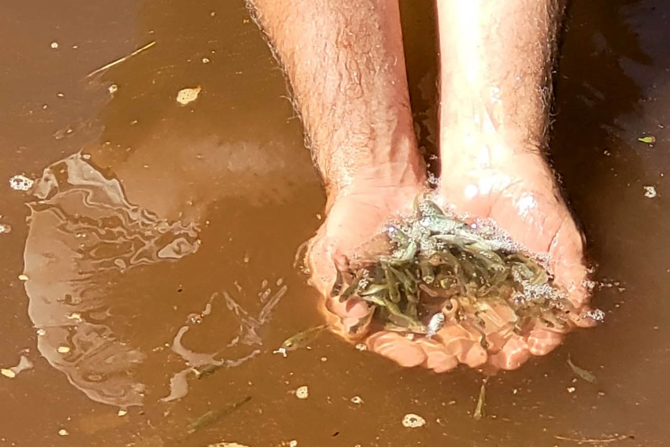 Jundiás e Lambaris são lançados em mananciais de abastecimento de Cascavel - Ação da Sanepar e parceiros visa aumentar a biodiversidade e melhorar a qualidade ambiental - Cascavel, 24/11/2021 - Foto: Sanepar