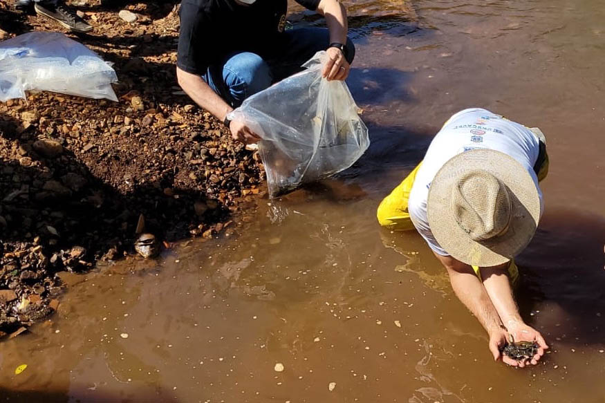 Jundiás e Lambaris são lançados em mananciais de abastecimento de Cascavel - Ação da Sanepar e parceiros visa aumentar a biodiversidade e melhorar a qualidade ambiental - Cascavel, 24/11/2021 - Foto: Sanepar