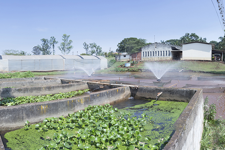 Especial Estação de Piscicultura - seu papel na pesquisa de excelência