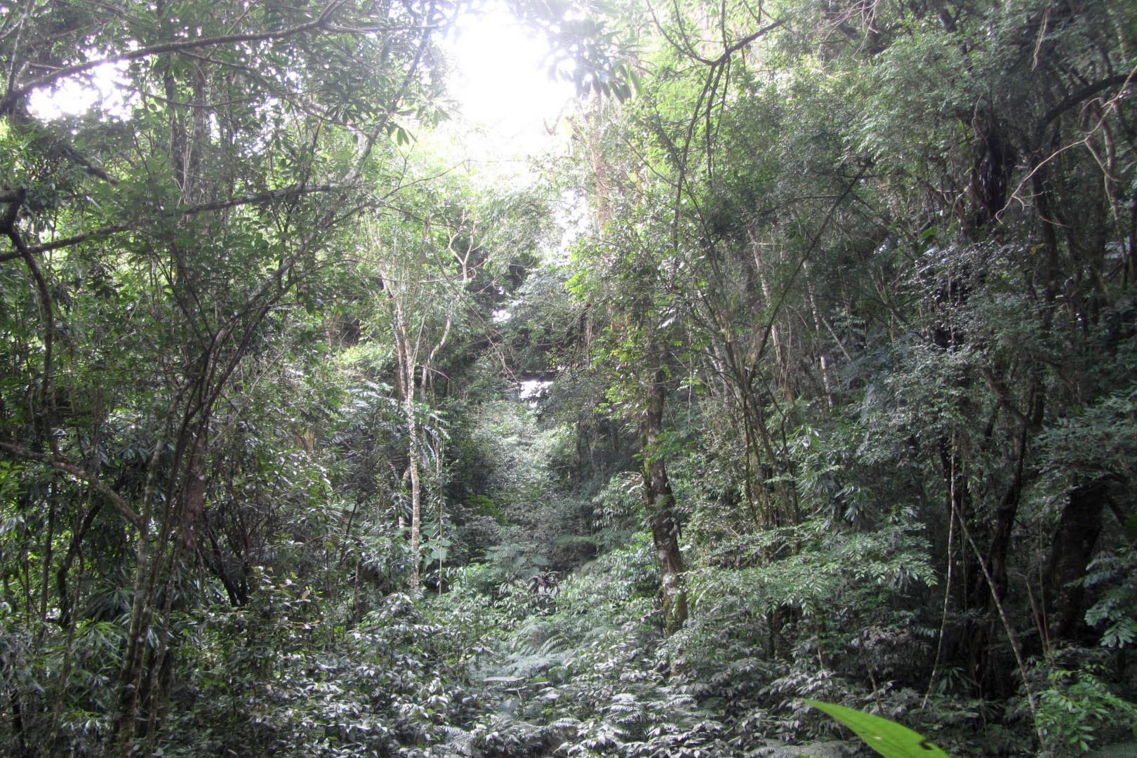 Governo do Paraná destaca papel das RPPNs na conservação da biodiversidade