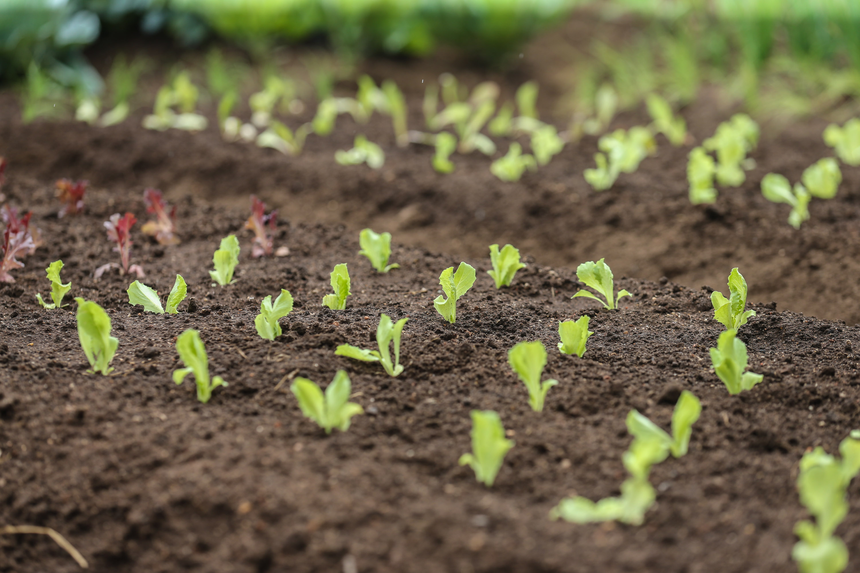 Projeto estuda uso de nanobiopesticidas como alternativa para proteção do ambiente