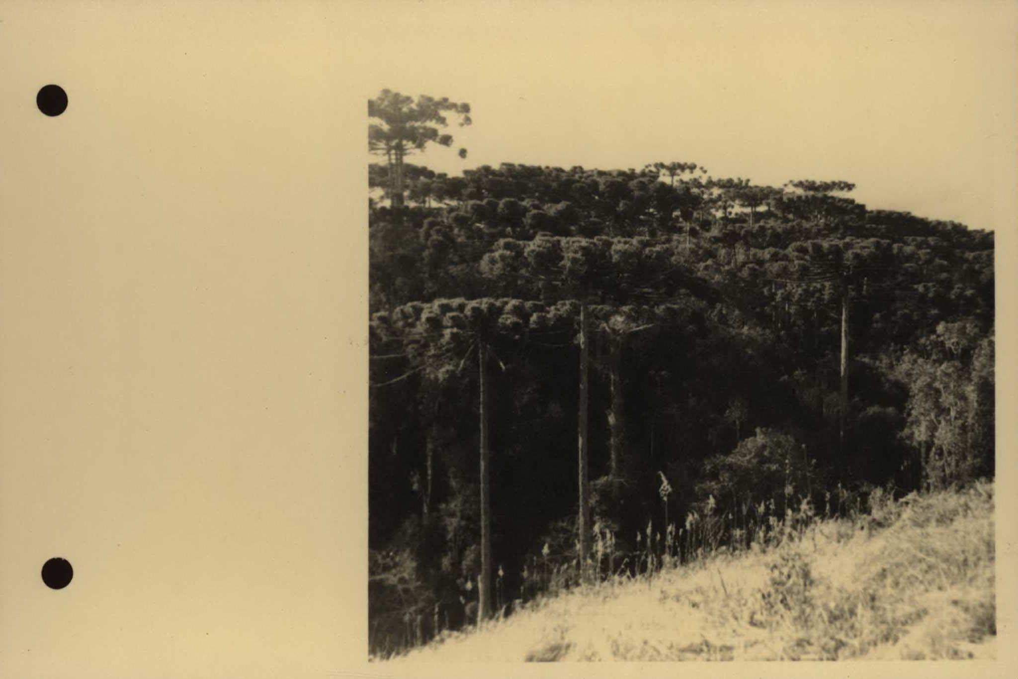 Conservação da vida pelos povos indígenas é tema de mesa-redonda no MUPA