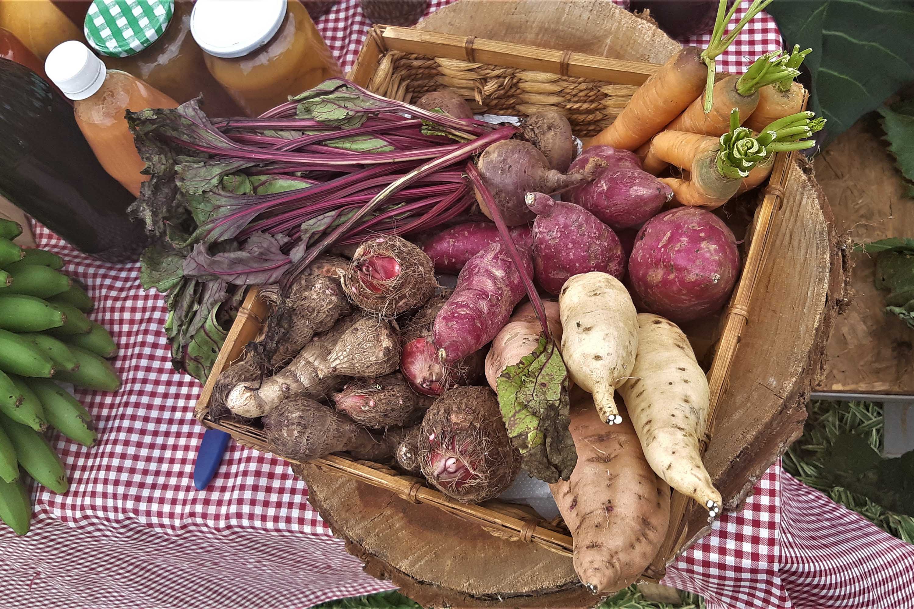 Intercâmbio de saberes ancestrais da população negra: jardim do MUPA recebe Feira de Sementes Quilombolas