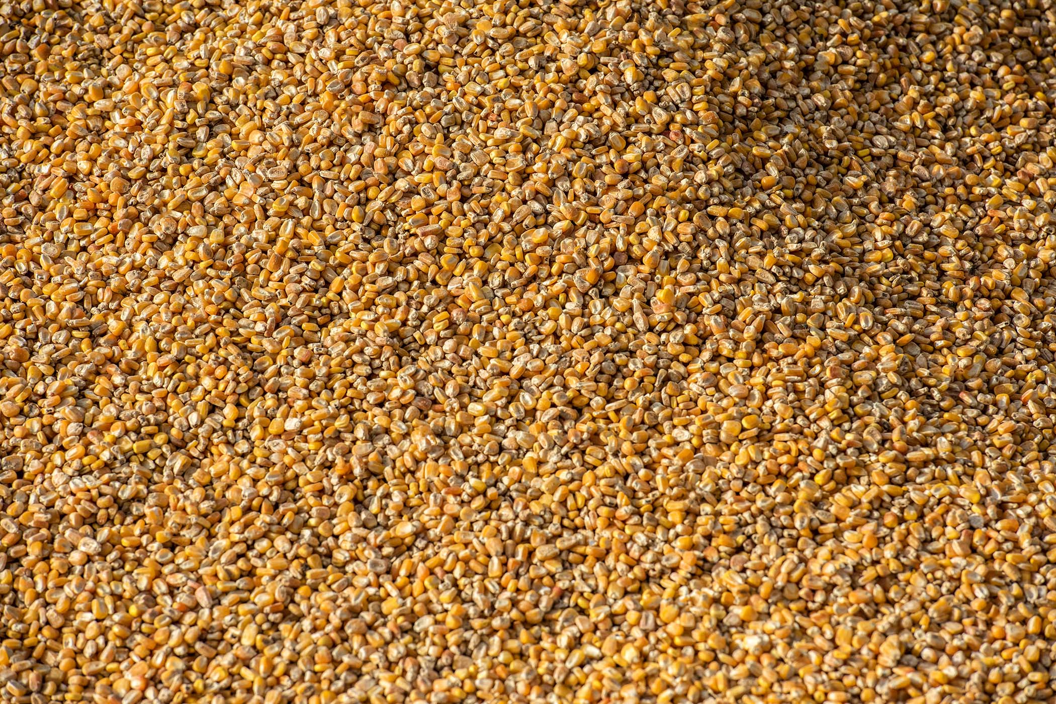 Exportação de milho a granel sobe 161% pelo Porto de Paranaguá