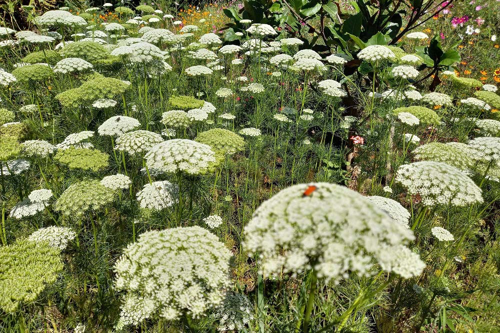 Rios de Cascavel recebem flores e árvores   
