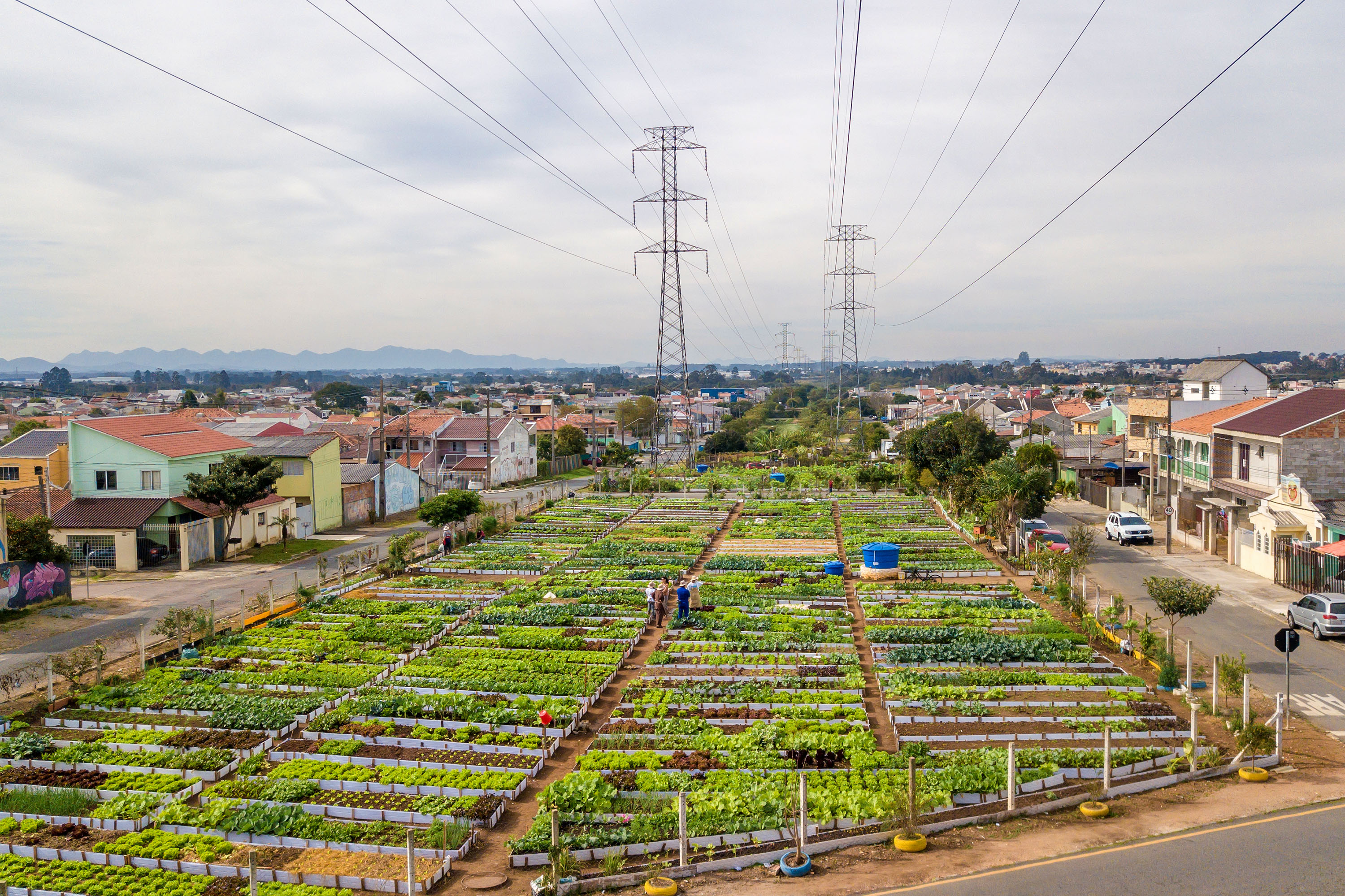 Hortas urbanas sob linhas de energia produzem toneladas de alimentos orgânicos no PR