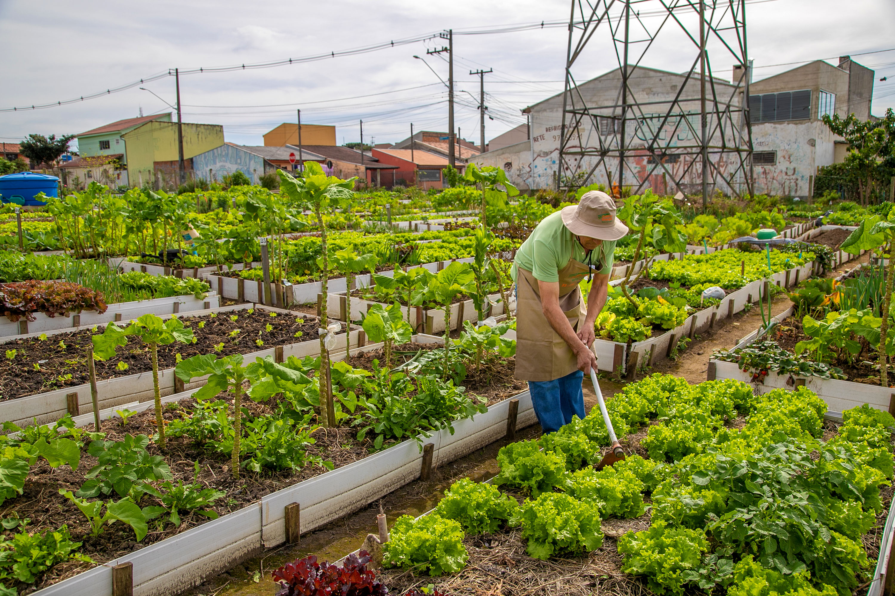 Hortas urbanas sob linhas de energia produzem toneladas de alimentos orgânicos no PR