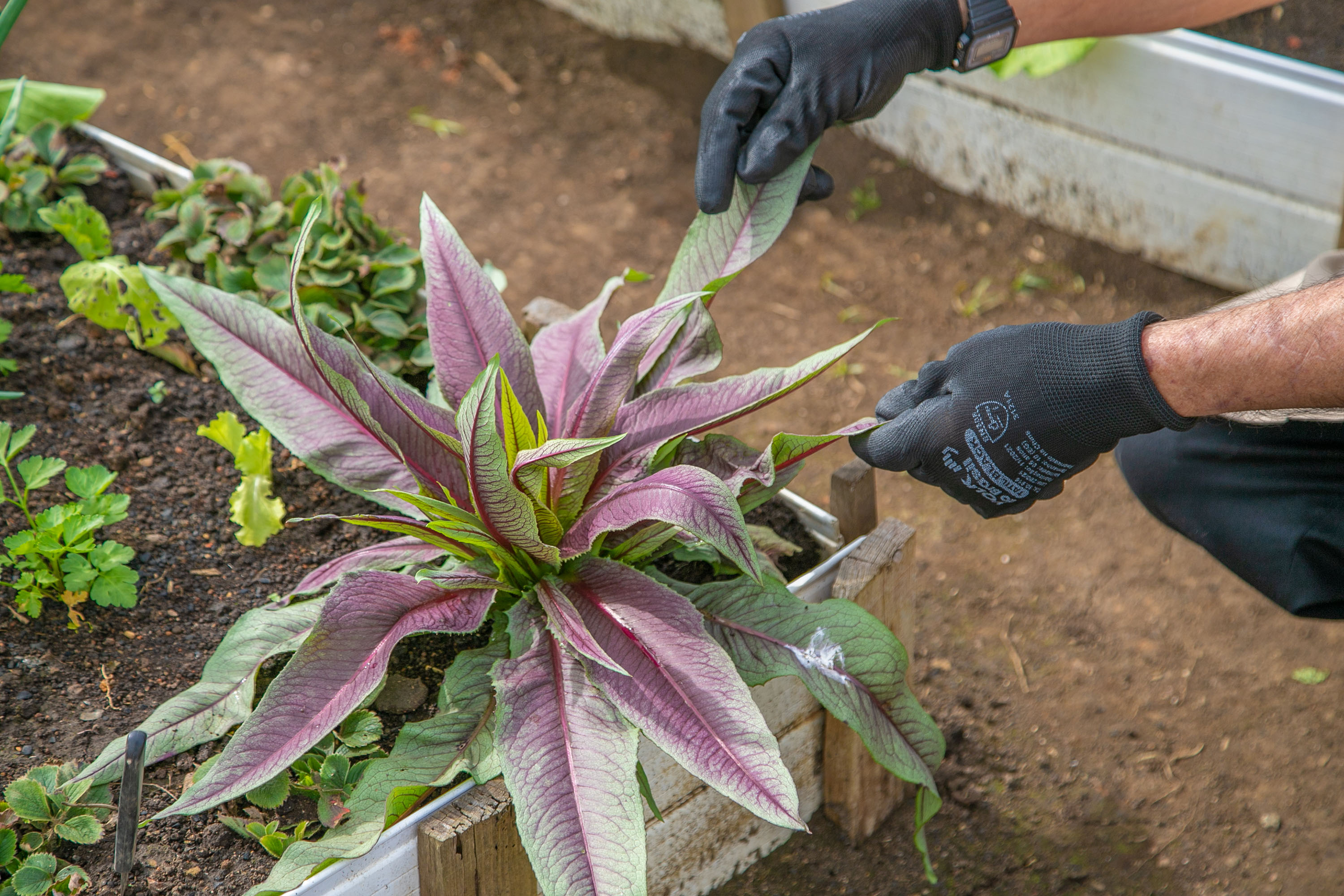 Hortas urbanas sob linhas de energia produzem toneladas de alimentos orgânicos no PR