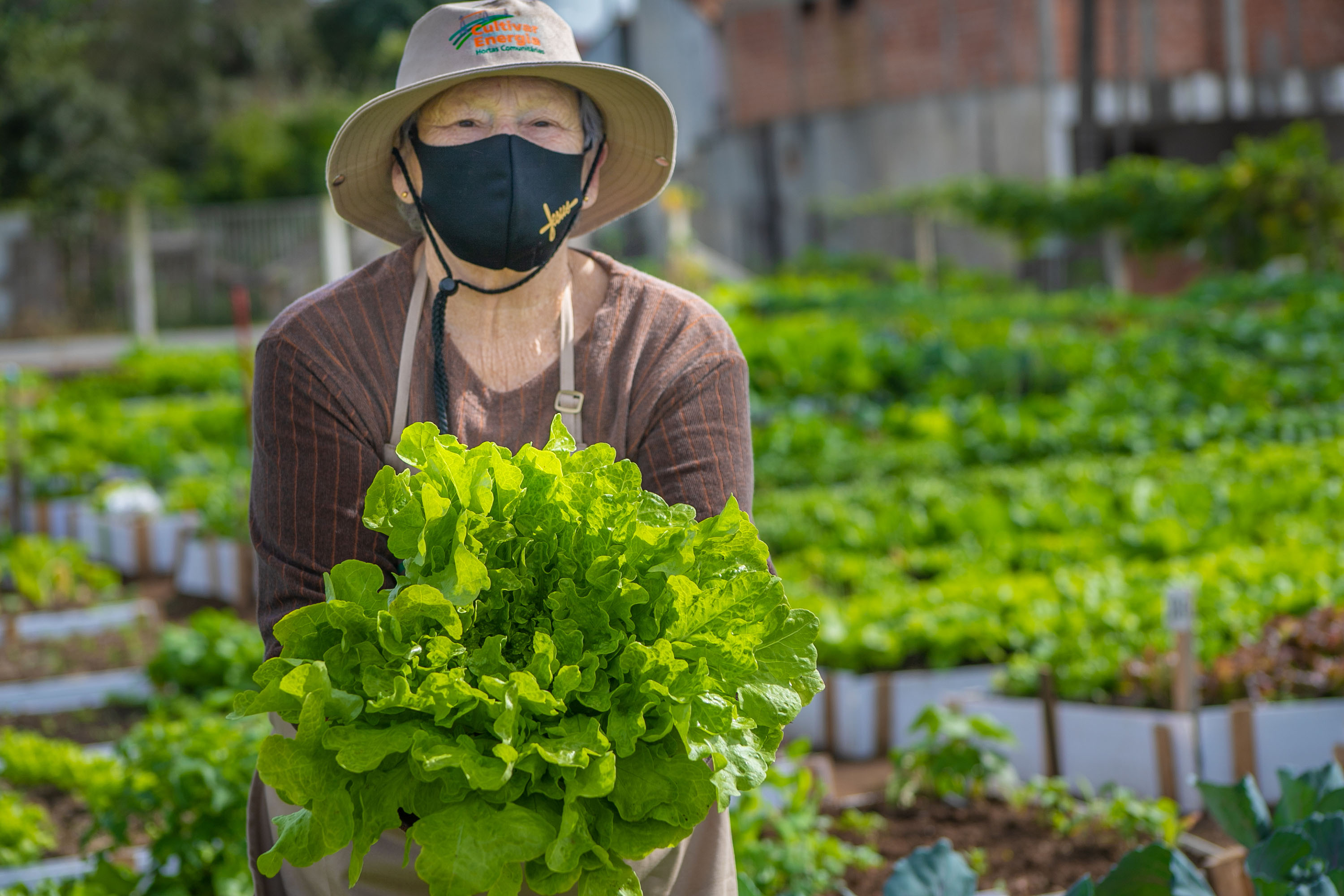 Hortas urbanas sob linhas de energia produzem toneladas de alimentos orgânicos no PR