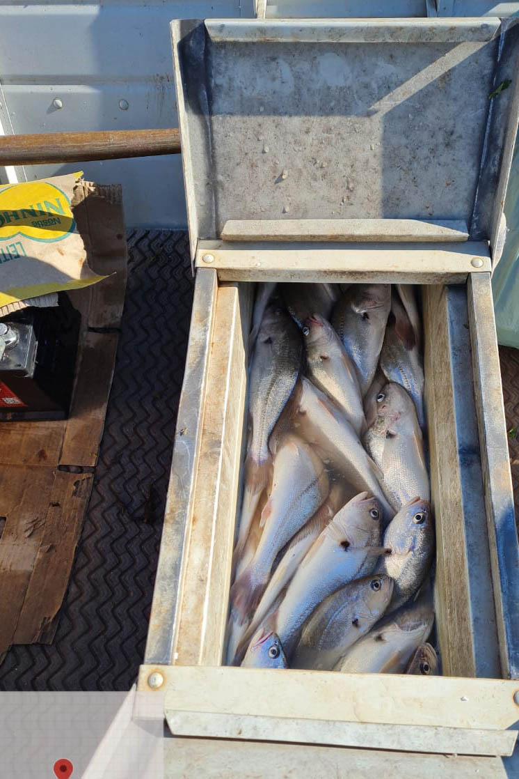 Paraná lidera produção e exportação nacional de carne de peixe