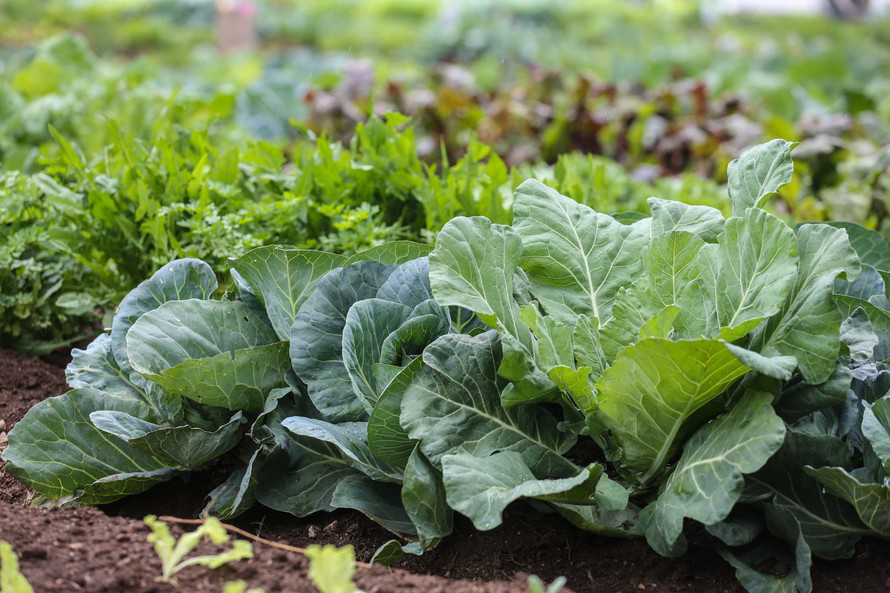 Santa Tereza do Oeste recebe 2º Dia de Campo de SPDH