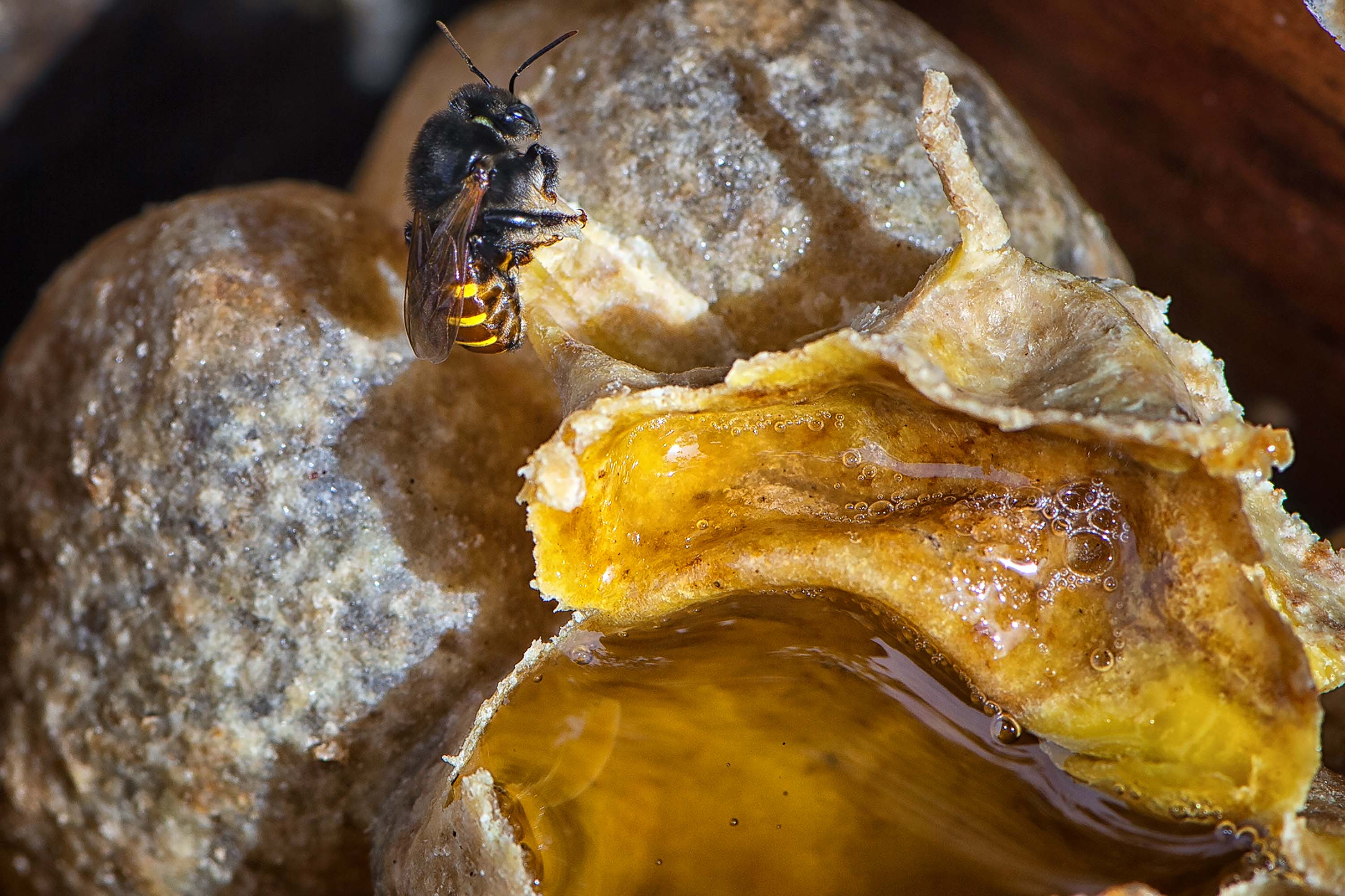 SEDEST - matéria 100 dias - Poliniza