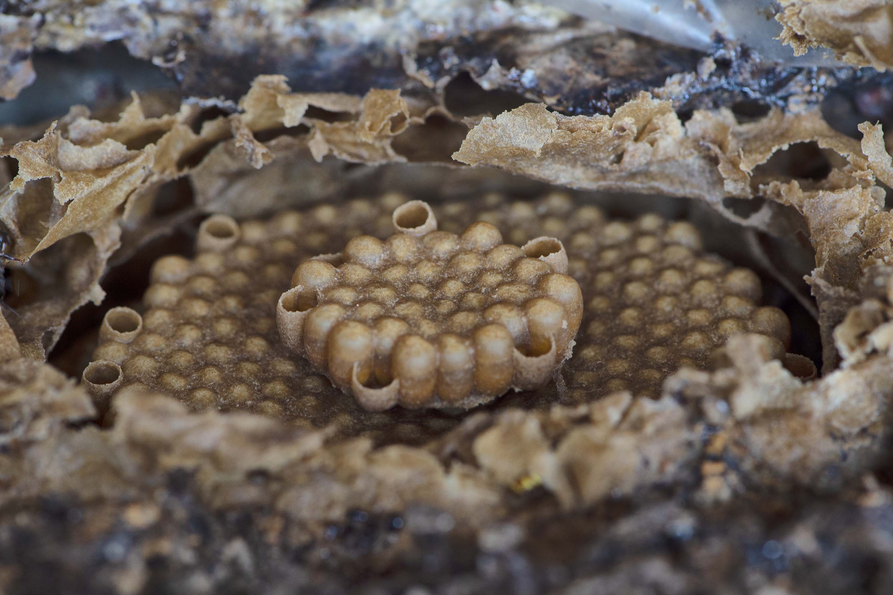 SEDEST - matéria 100 dias - Poliniza