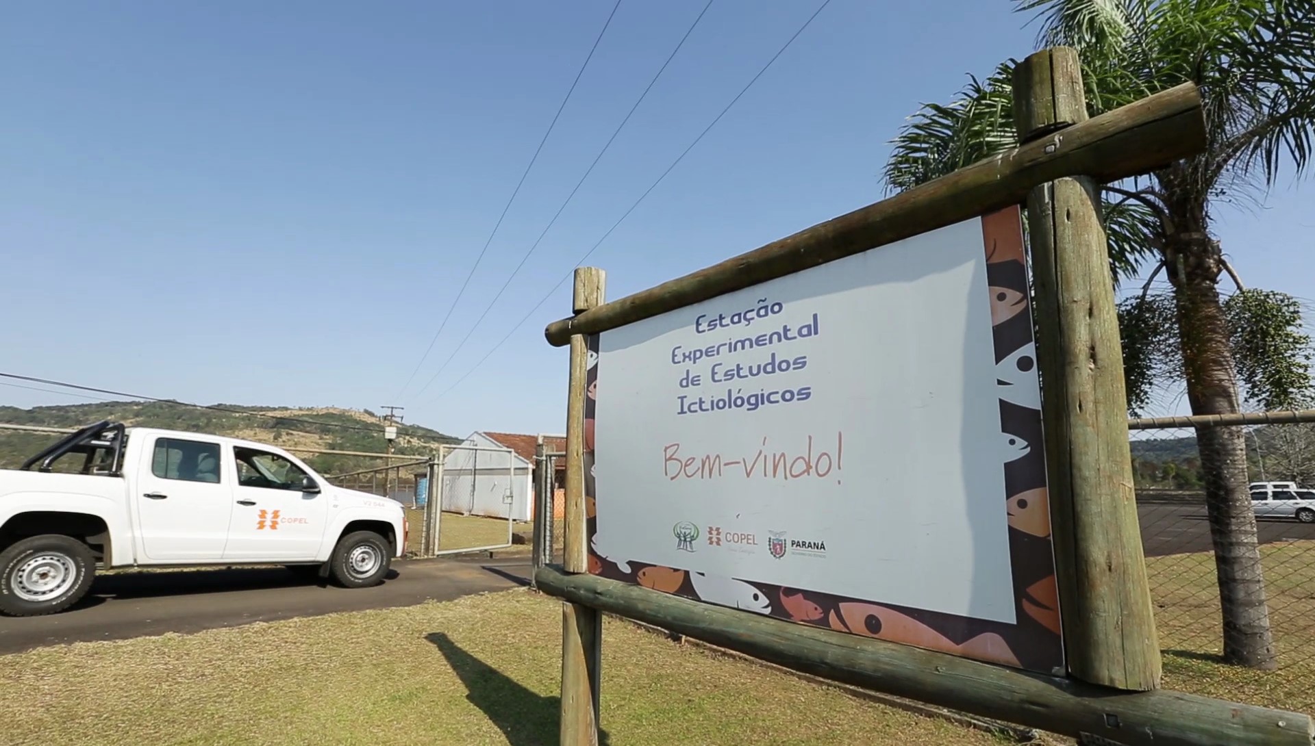 Copel repovoa rio Iguaçu com espécie de peixe ameaçada de extinção