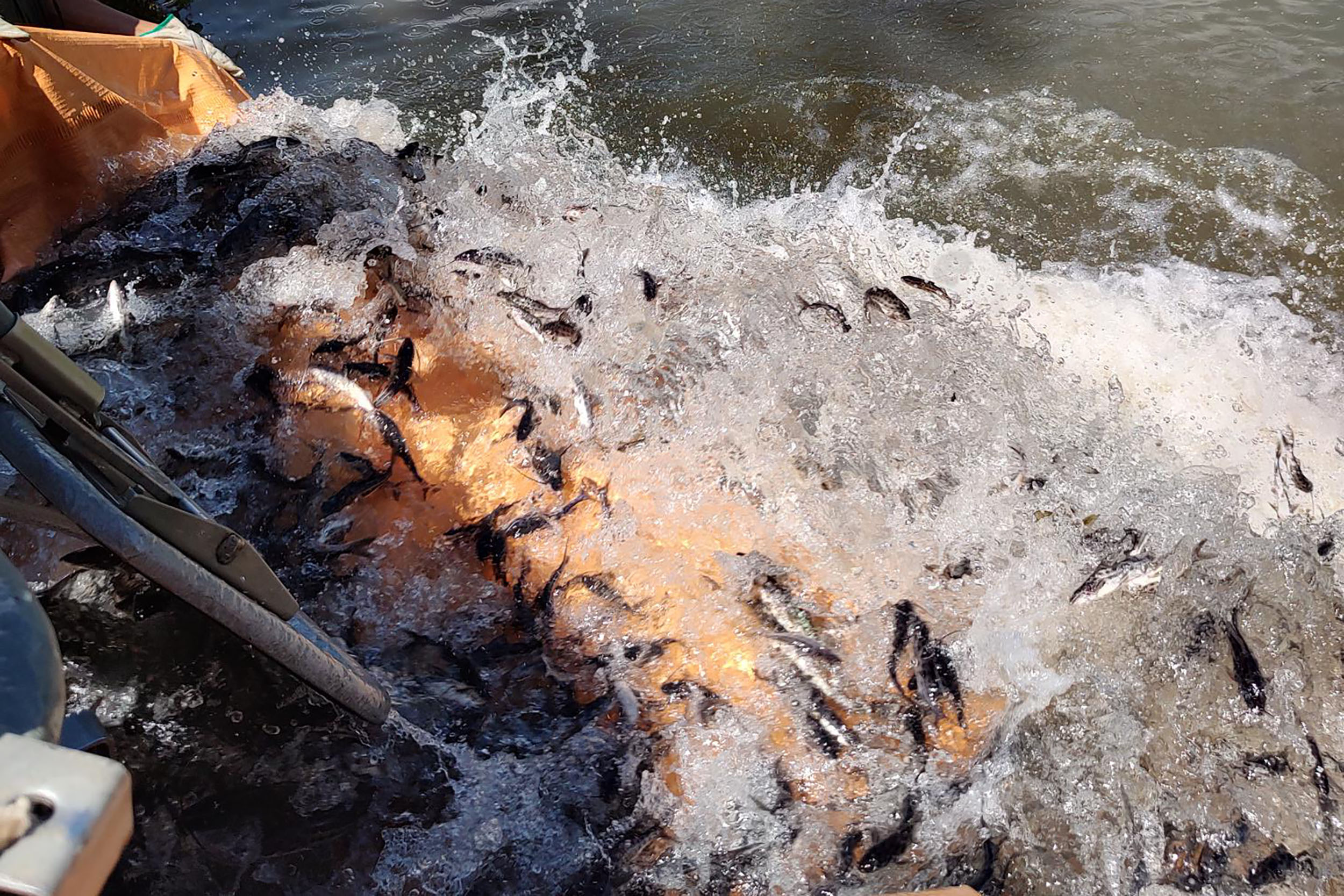 Copel repovoa rio Iguaçu com espécie de peixe ameaçada de extinção