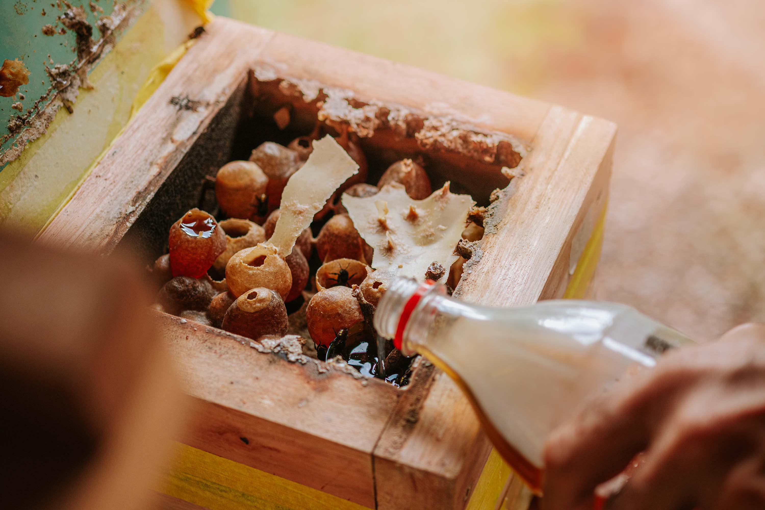 O produtor Erich de Barros Lange participou da capacitação realizada pelo Tecpar e já instalou caixas de abelhas na sua chácara em Morretes.