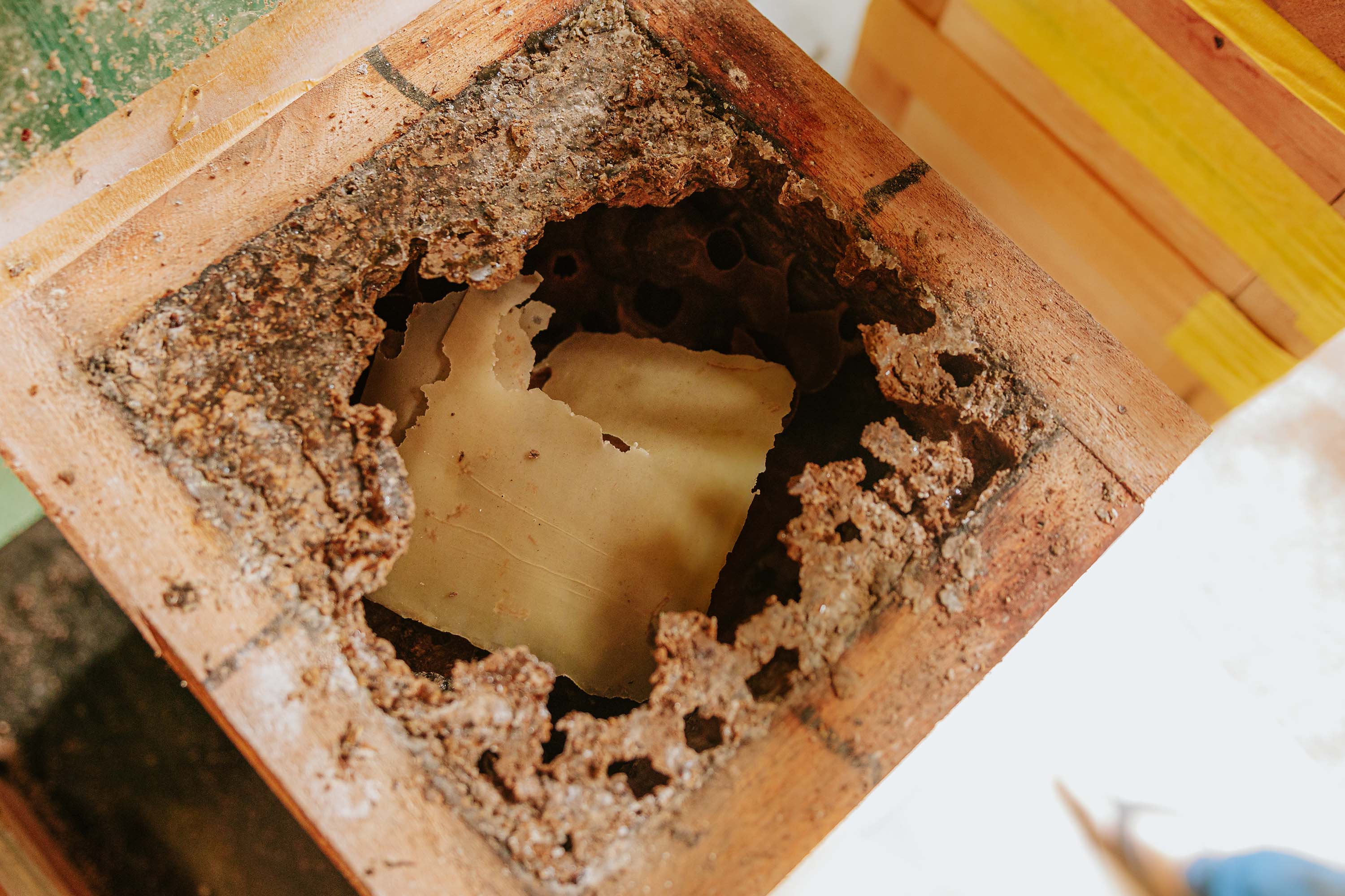 O produtor Erich de Barros Lange participou da capacitação realizada pelo Tecpar e já instalou caixas de abelhas na sua chácara em Morretes.