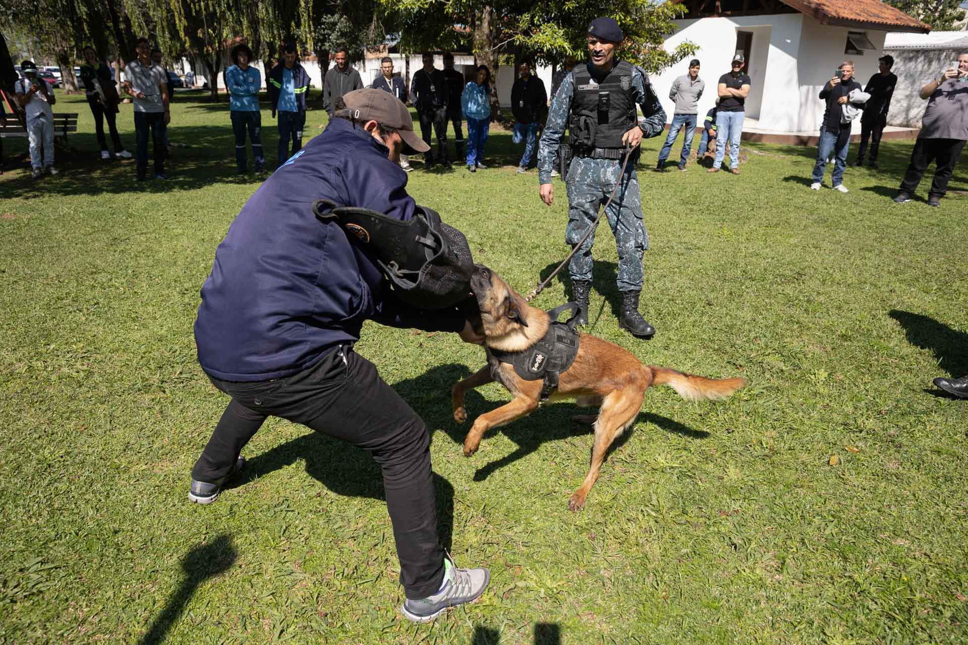 Ataque de cães é principal causa de acidente de trabalho dos leituristas da Sanepar