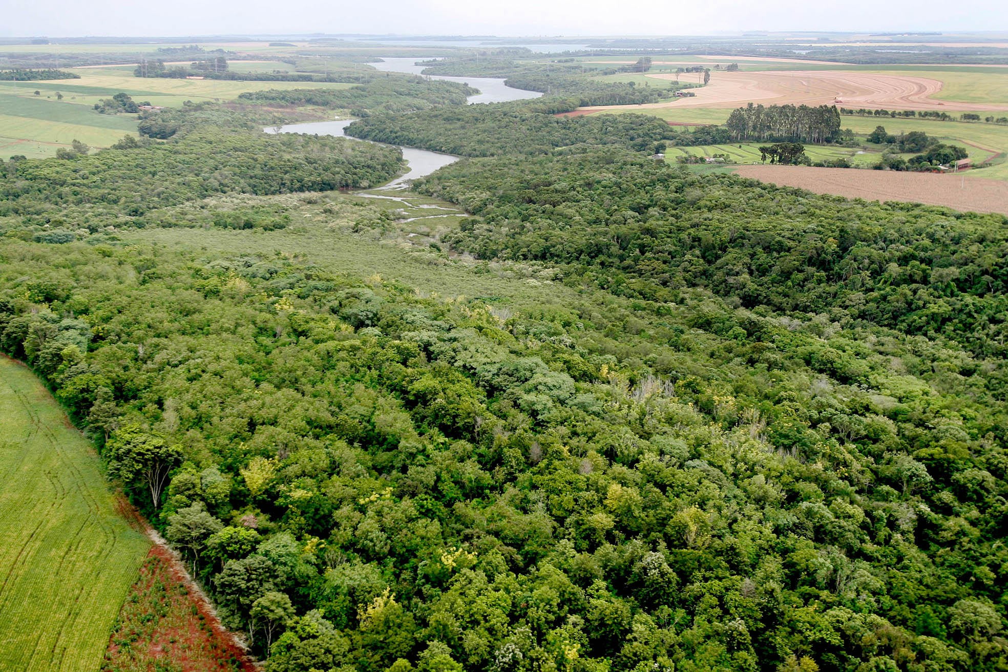 Instituto Água e Terra (IAT) já distribuiu mais de 8,5 milhões de mudas de espécies nativas desde 2019 , 70 mil delas apenas nesta semana, em comemoração ao Dia da Árvore.