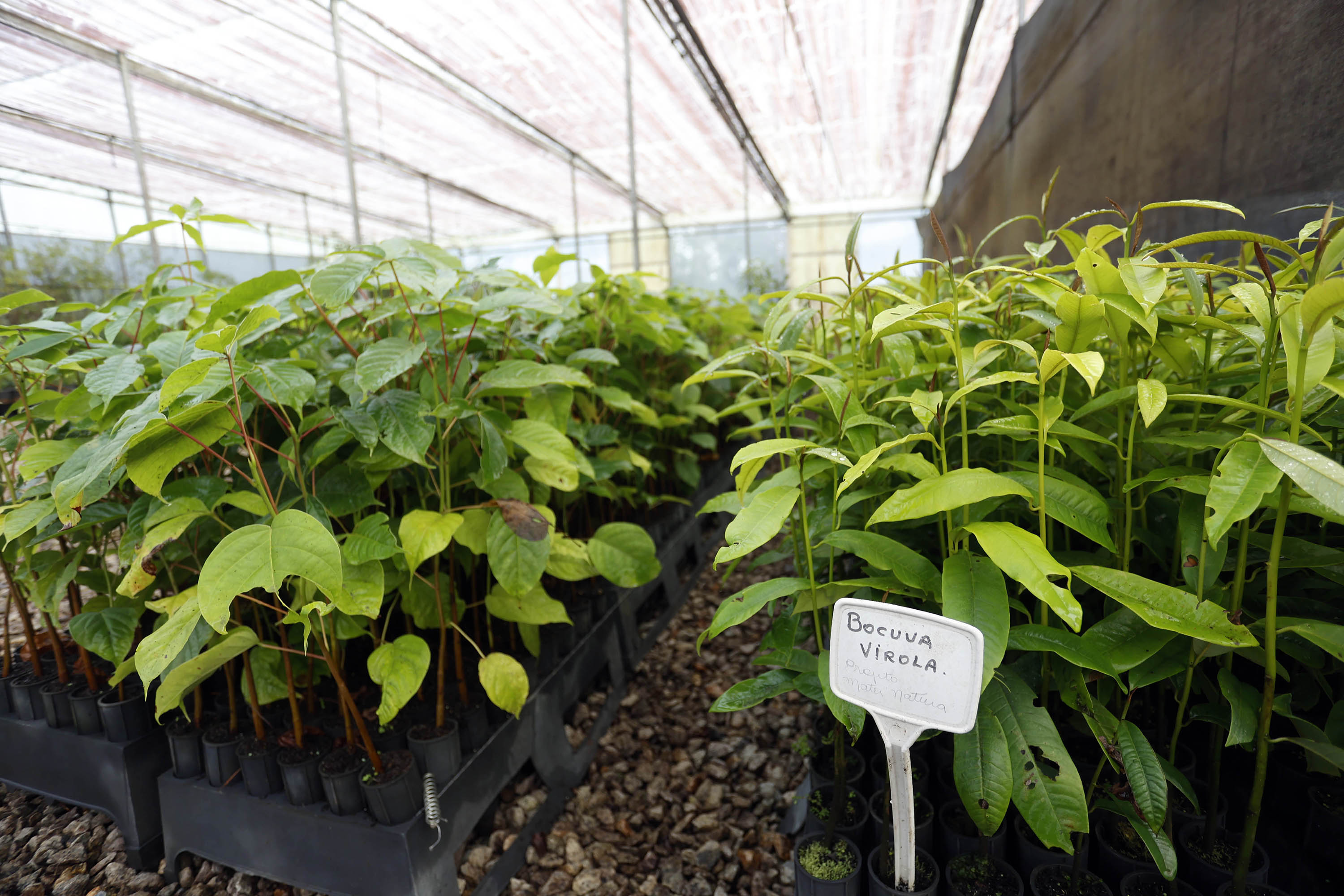 Instituto Água e Terra (IAT) já distribuiu mais de 8,5 milhões de mudas de espécies nativas desde 2019 , 70 mil delas apenas nesta semana, em comemoração ao Dia da Árvore.