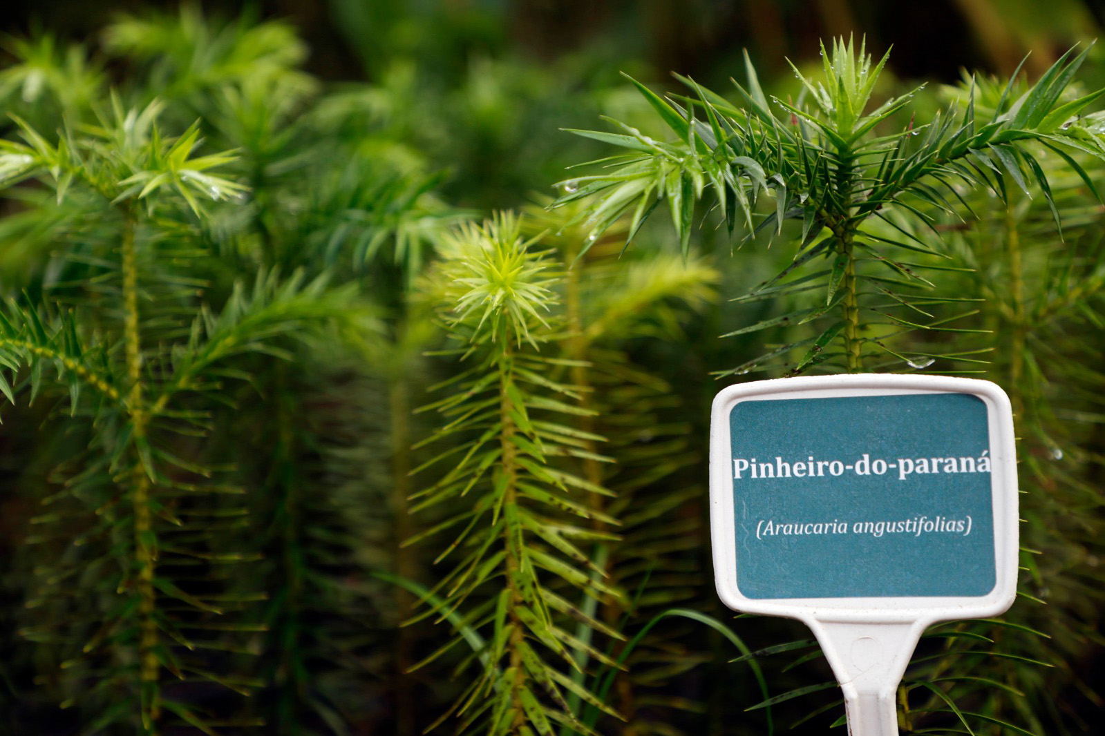 Instituto Água e Terra (IAT) já distribuiu mais de 8,5 milhões de mudas de espécies nativas desde 2019 , 70 mil delas apenas nesta semana, em comemoração ao Dia da Árvore.