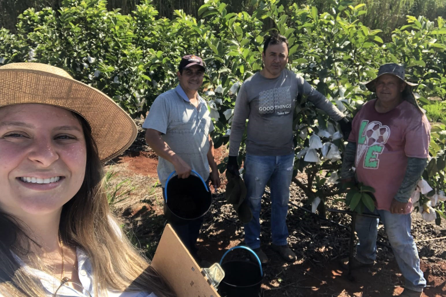 Dedicação dos produtores faz Carlópolis ser conhecida como Capital Nacional da Goiaba de Mesa.