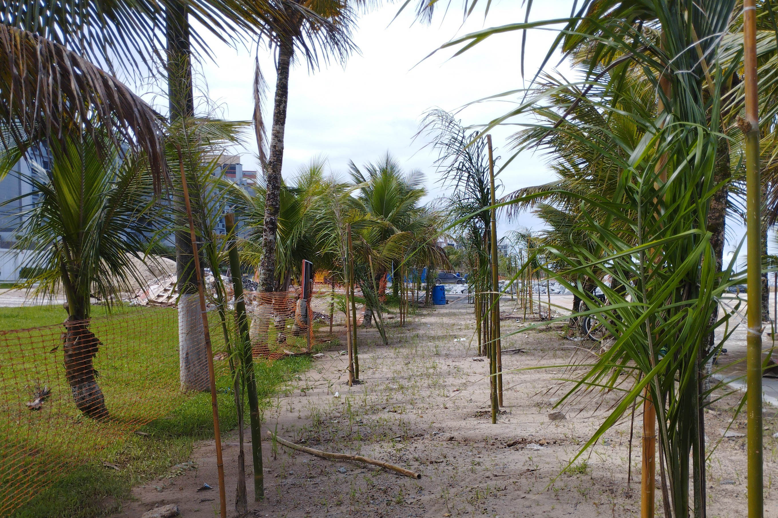 Manacá e o jerivás: nova orla de Matinhos ganha 3,6 mil árvores.