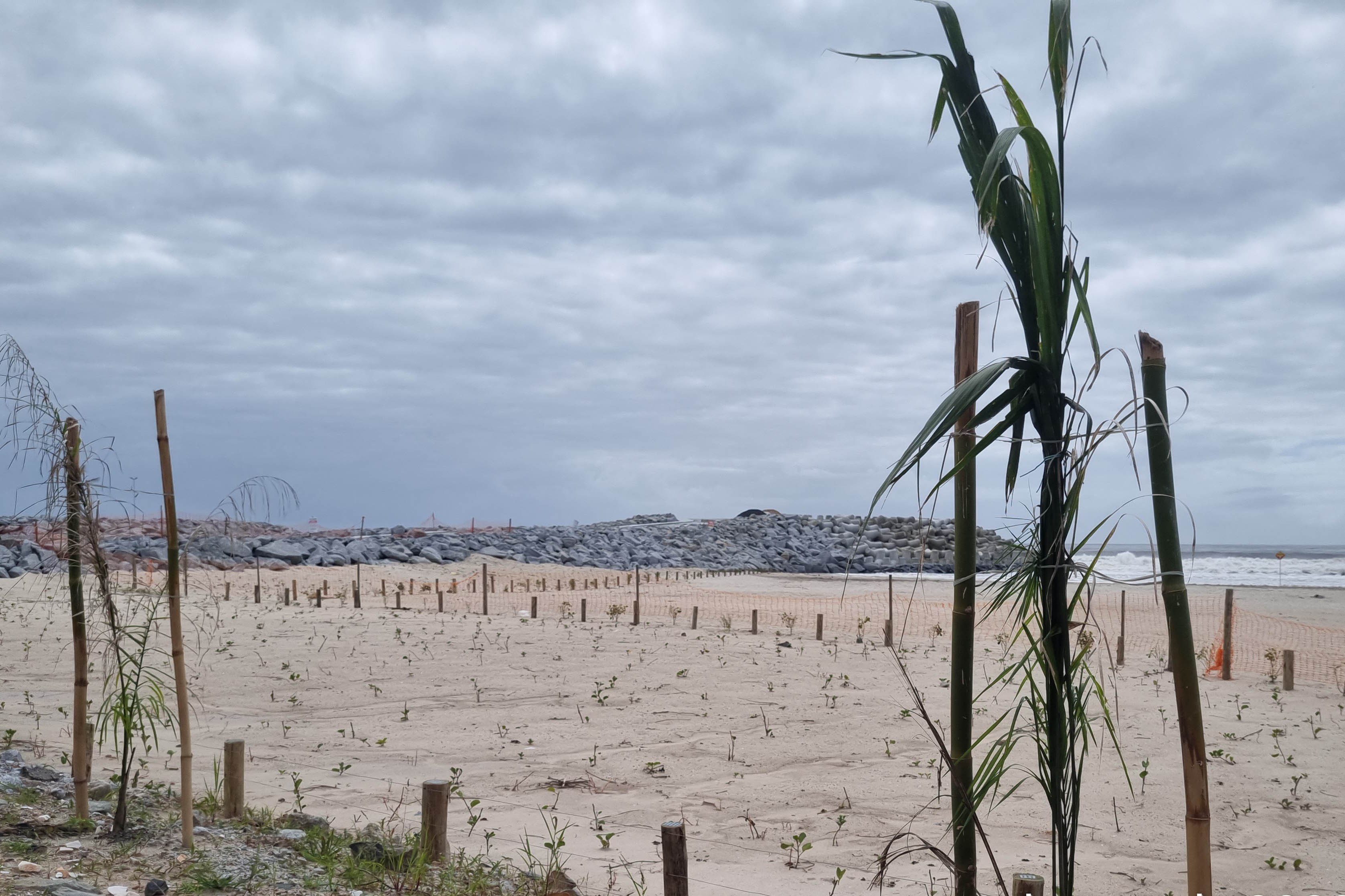 Manacá e o jerivás: nova orla de Matinhos ganha 3,6 mil árvores.