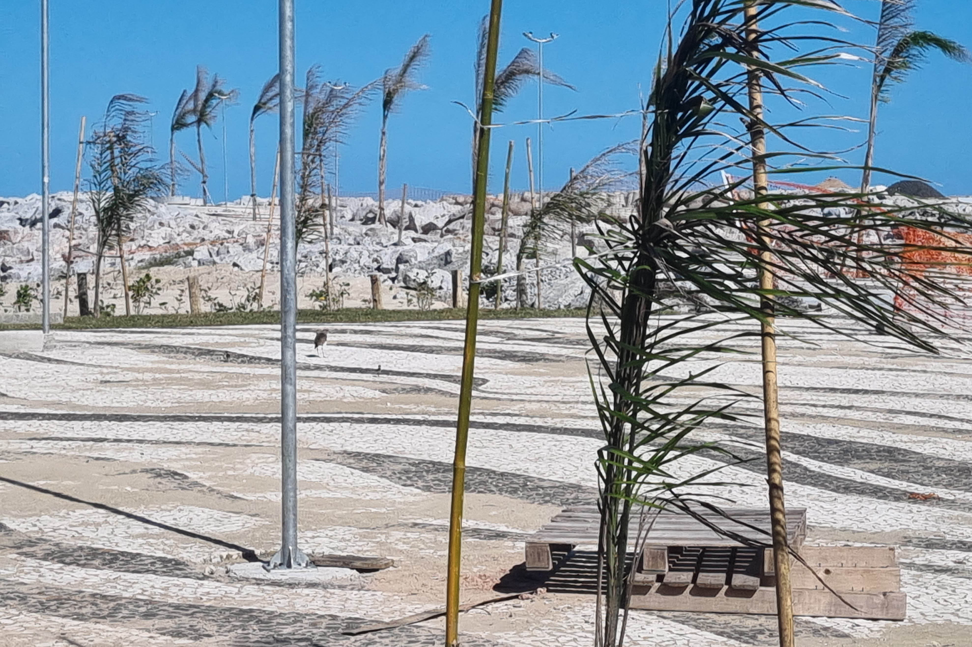 Manacá e o jerivás: nova orla de Matinhos ganha 3,6 mil árvores.