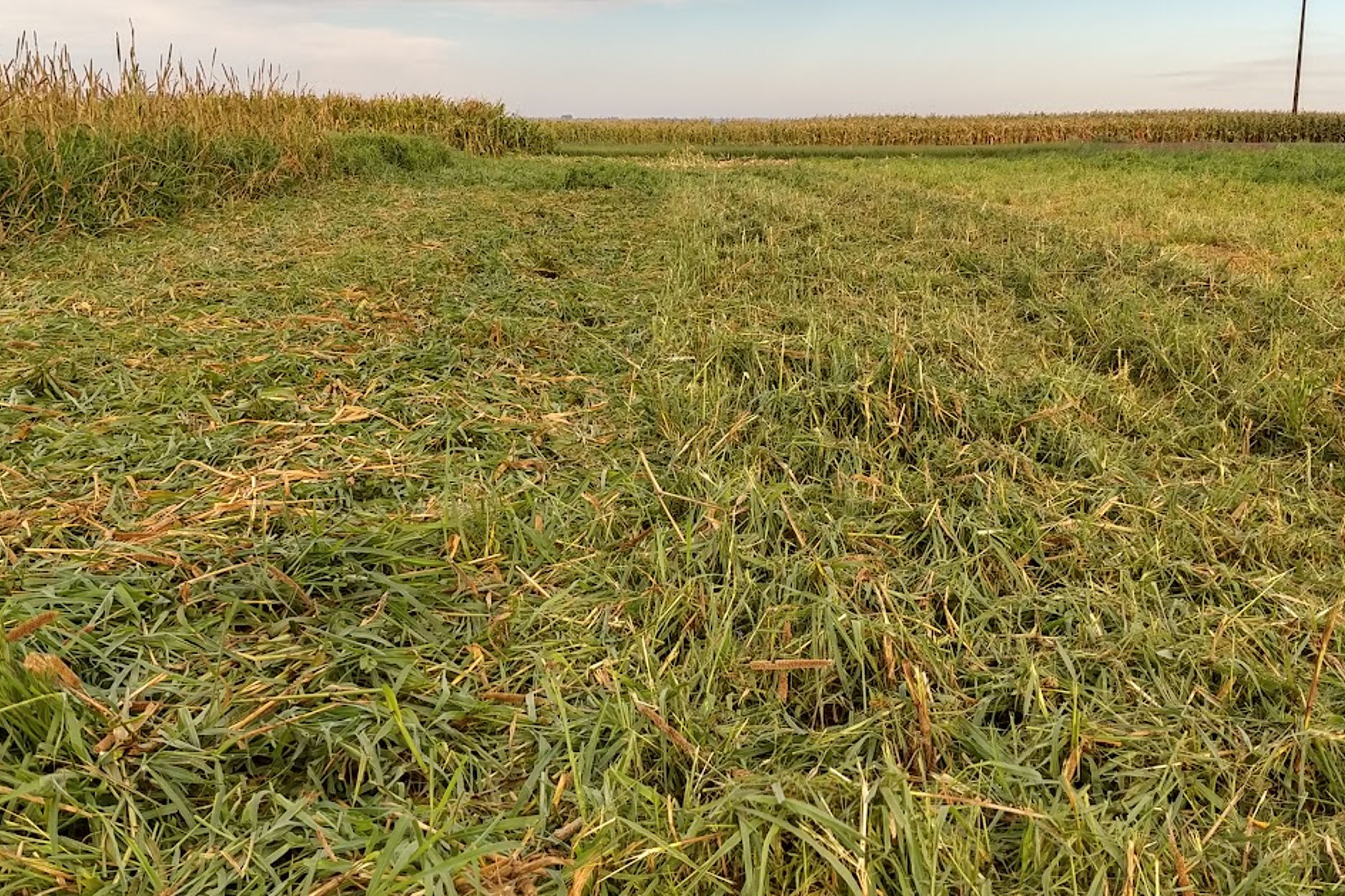 MANEJO SOLOS SHOW RURAL