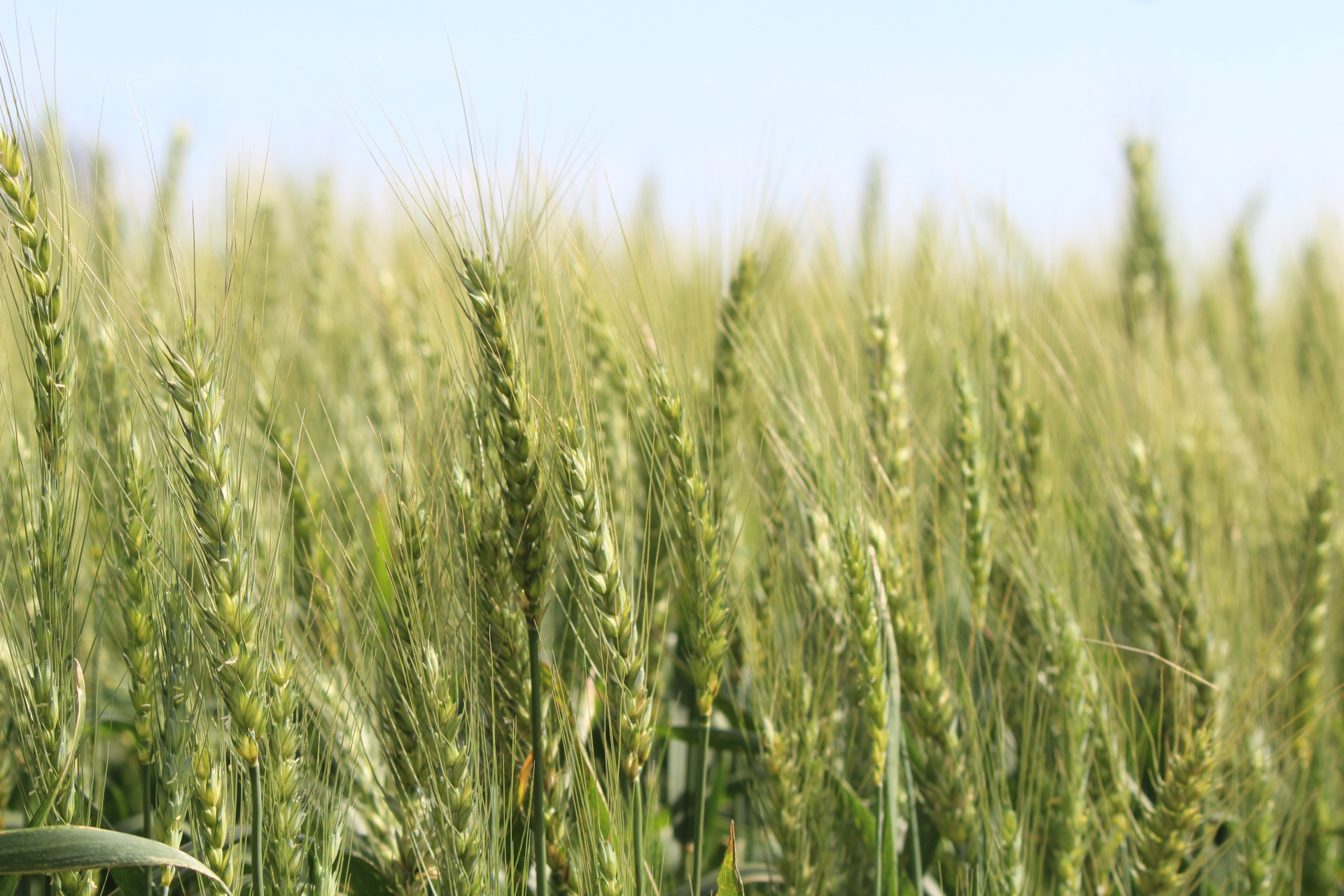 DERAL AUMENTO ÁREA FEIJÃO