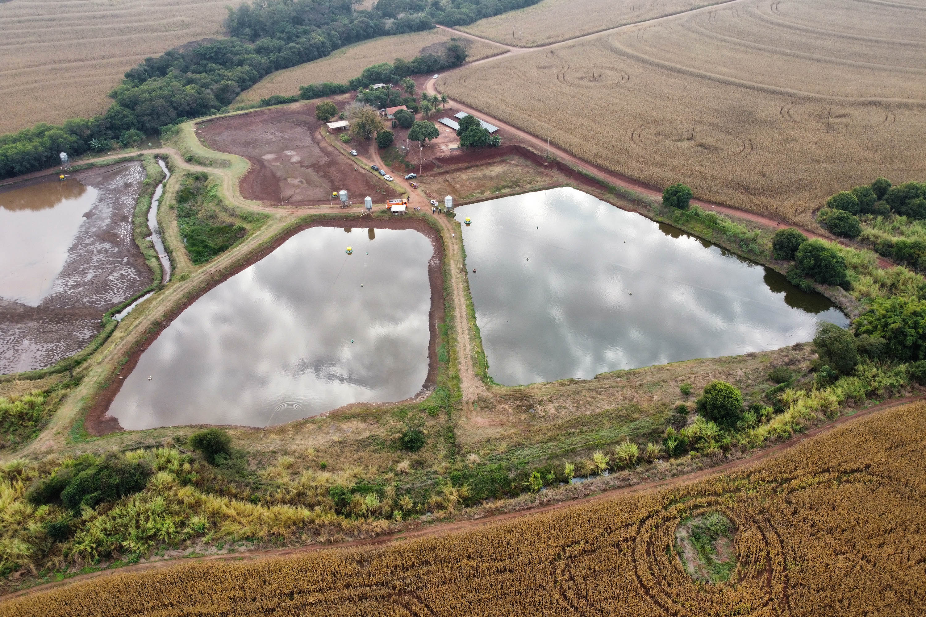 Com tilápia em alta, exportação paranaense de pescados cresceu 20% no 1º semestre de 2024