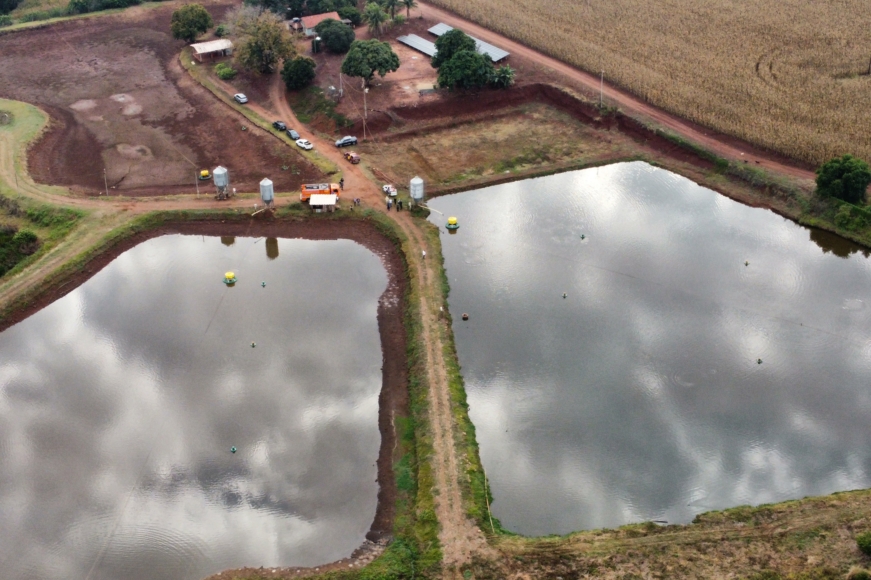 Com tilápia em alta, exportação paranaense de pescados cresceu 20% no 1º semestre de 2024