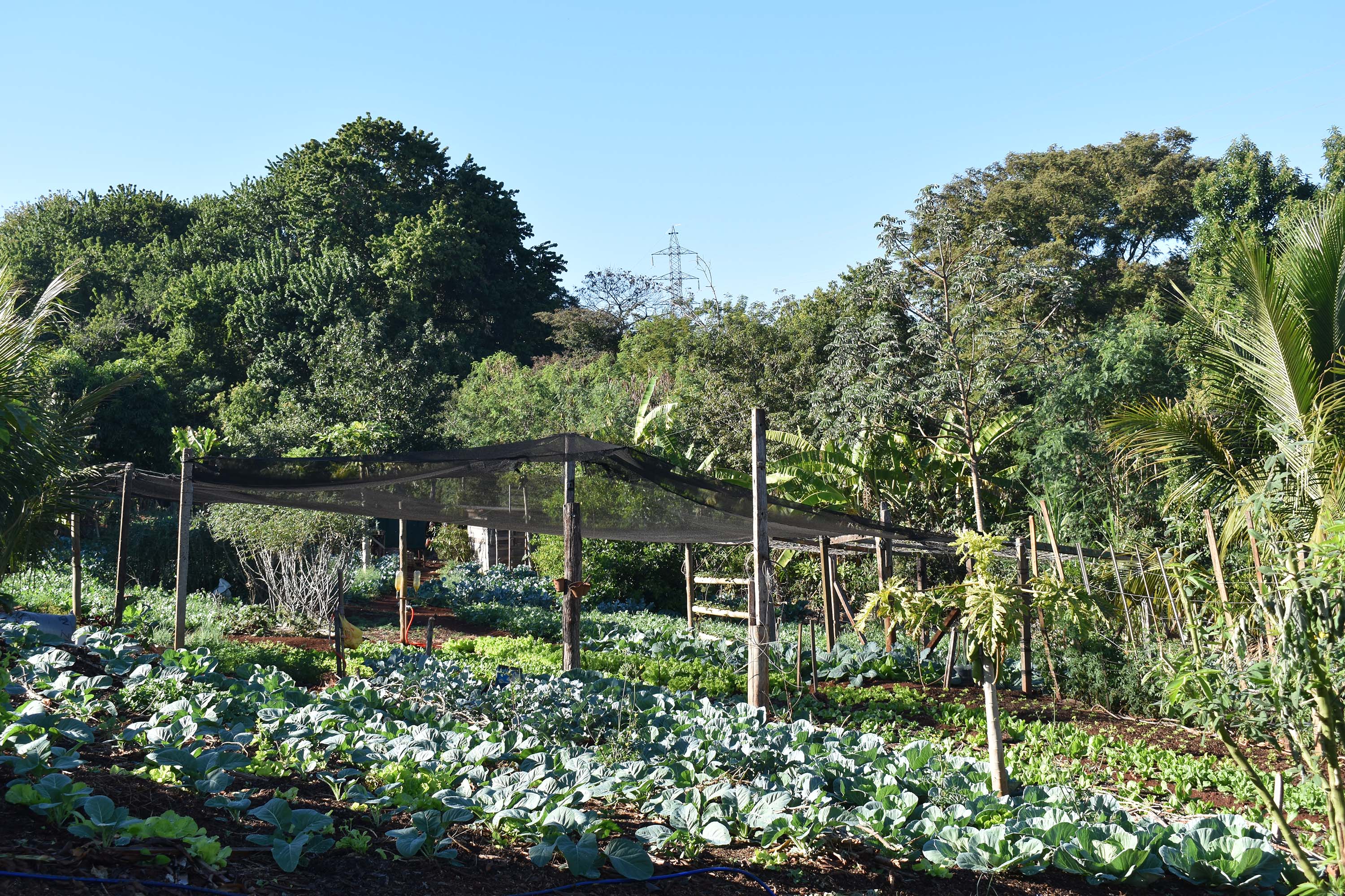 Horta comunitária do programa Cultivar Energia em Maringá recebe comitiva peruana
