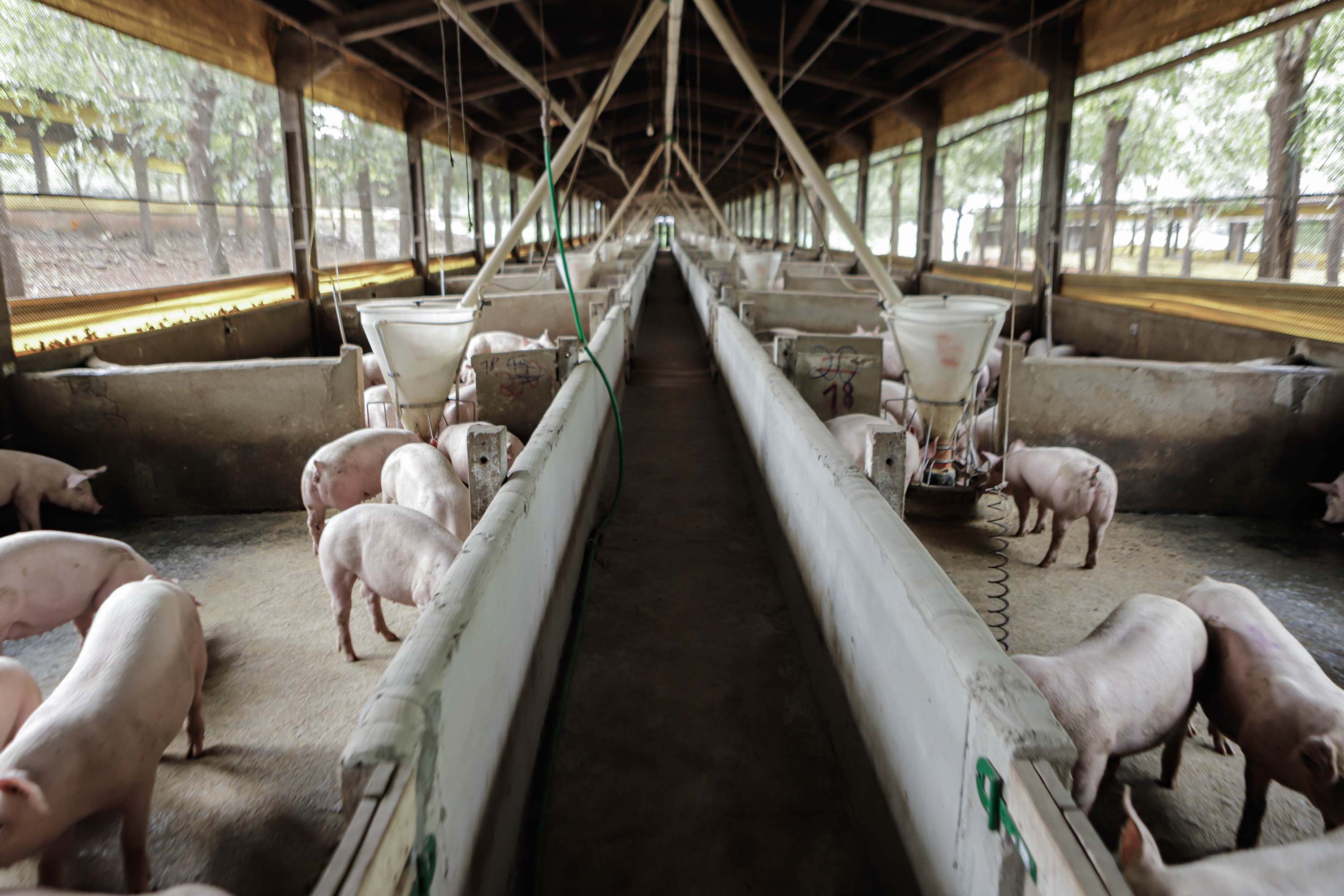 Vizinhos compartilham biodigestor para produzir energia limpa e manejar resíduos da suinocultura