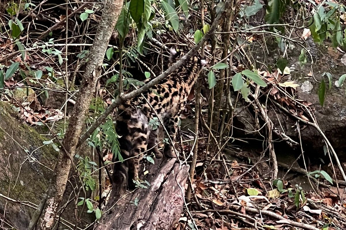-Gato-maracajá passou dez meses de treinamento e reabilitação antes de ser devolvido à natureza pelo IAT.