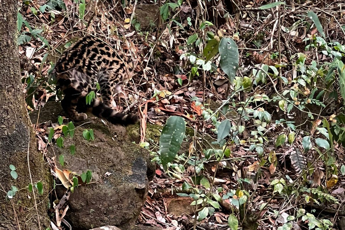 -Gato-maracajá passou dez meses de treinamento e reabilitação antes de ser devolvido à natureza pelo IAT.