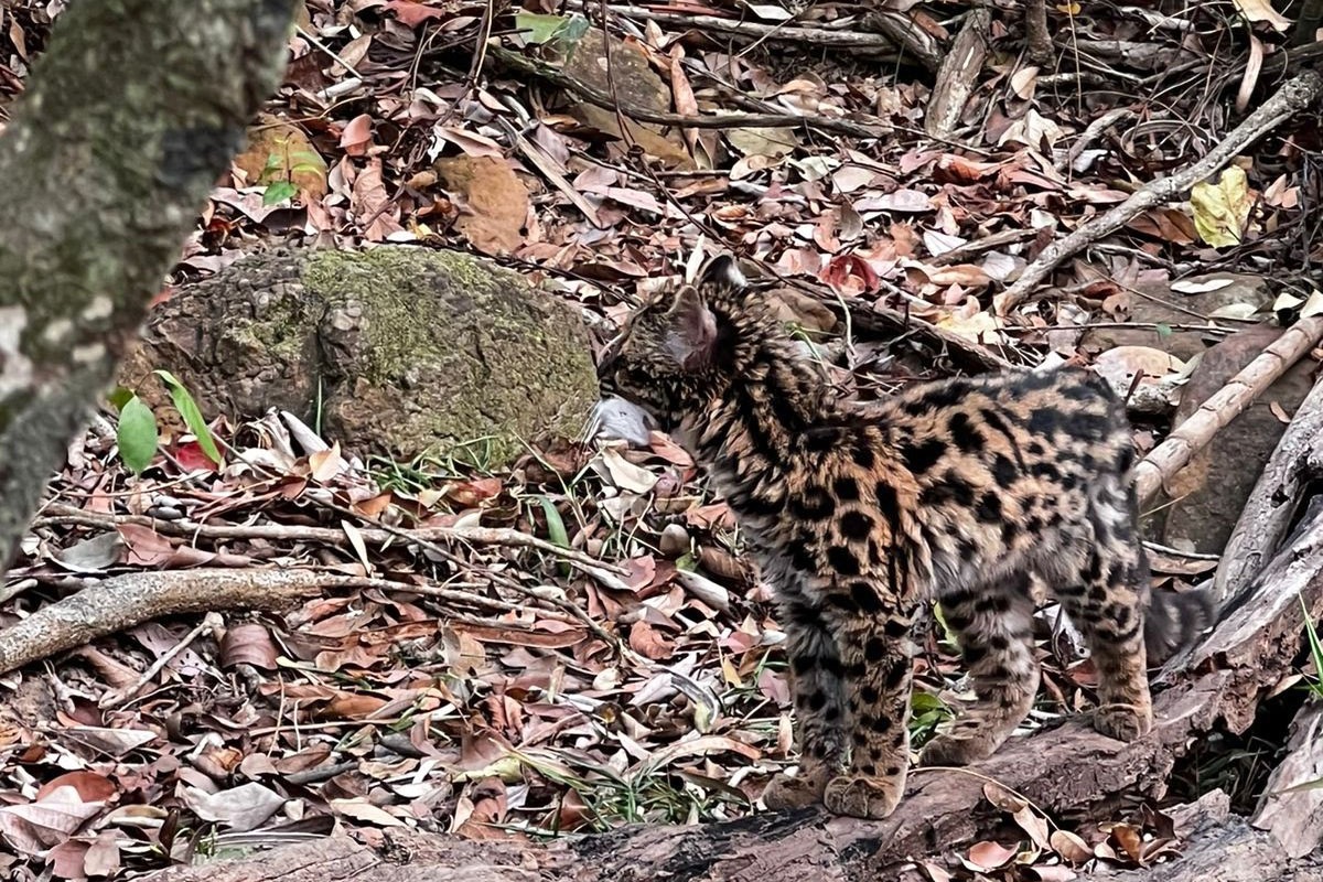 -Gato-maracajá passou dez meses de treinamento e reabilitação antes de ser devolvido à natureza pelo IAT.