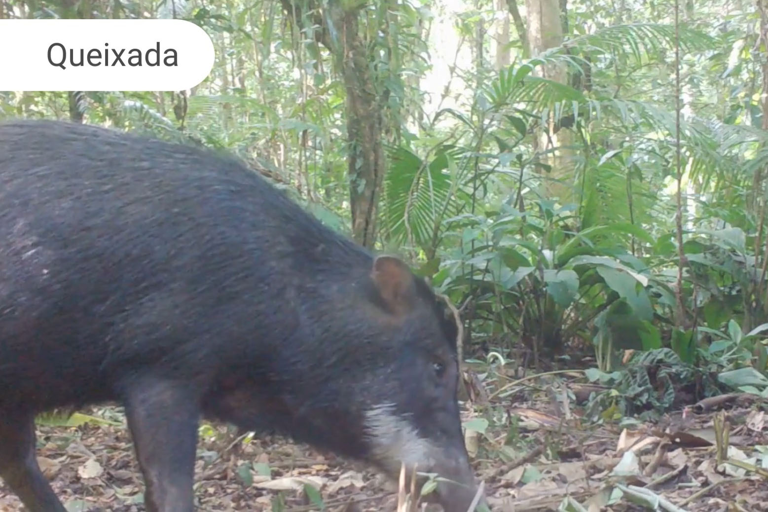 Áreas preservadas pela Copel são refúgio para reprodução de grandes mamíferos ameaçados