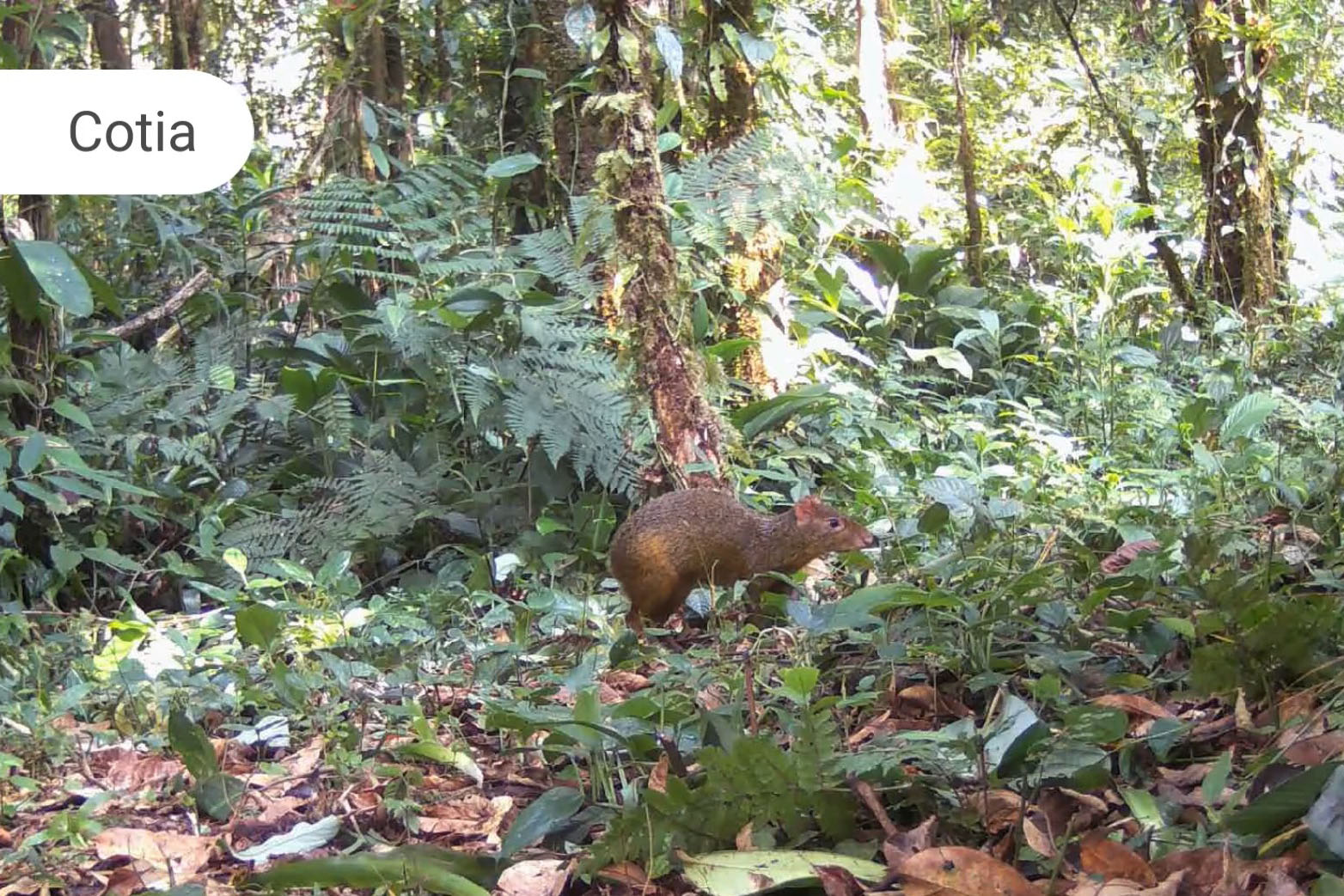 Áreas preservadas pela Copel são refúgio para reprodução de grandes mamíferos ameaçados
