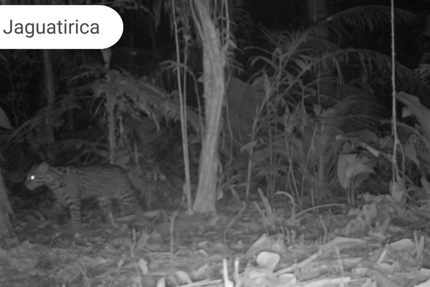 Áreas preservadas pela Copel são refúgio para reprodução de grandes mamíferos ameaçados