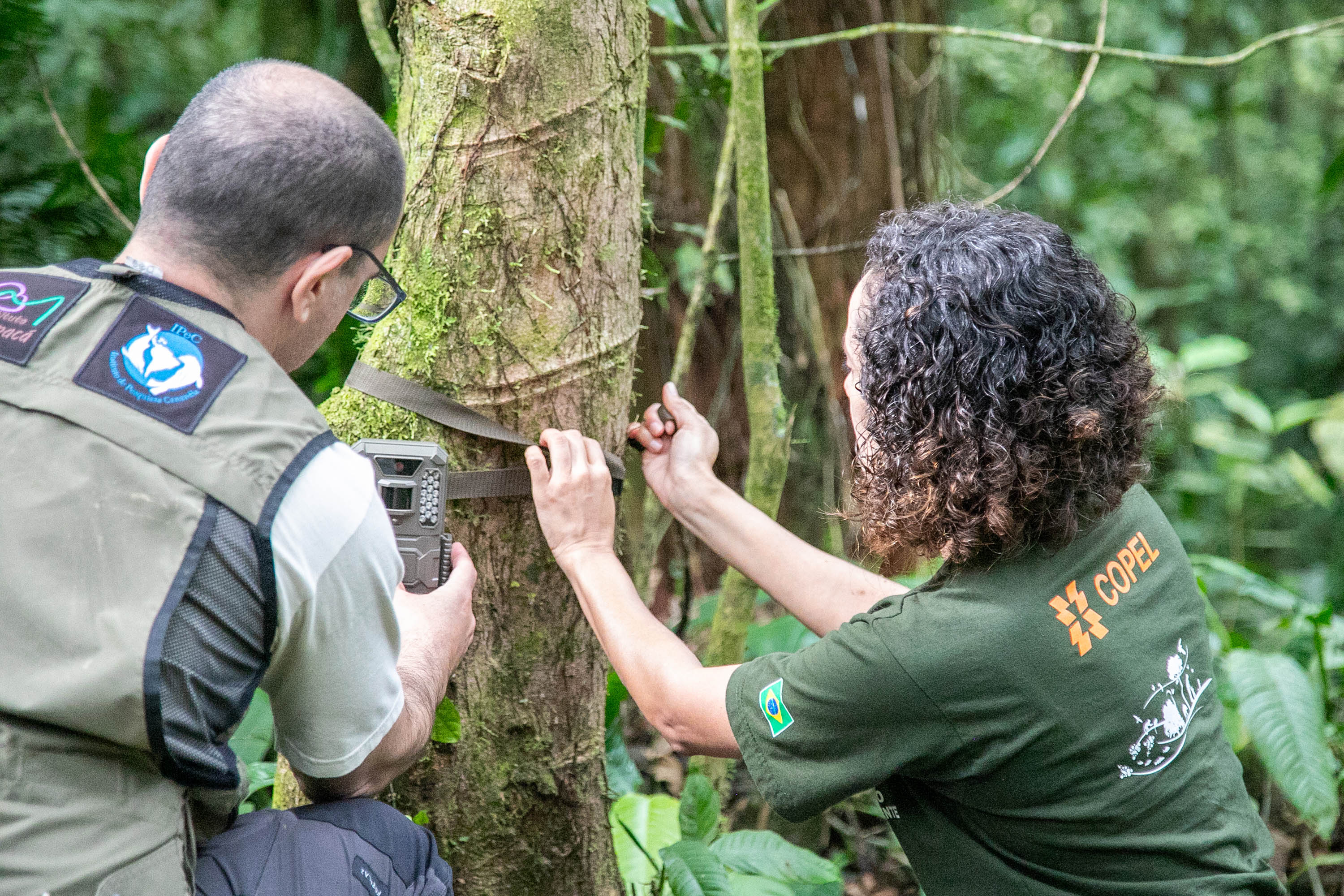 Áreas preservadas pela Copel são refúgio para reprodução de grandes mamíferos ameaçados