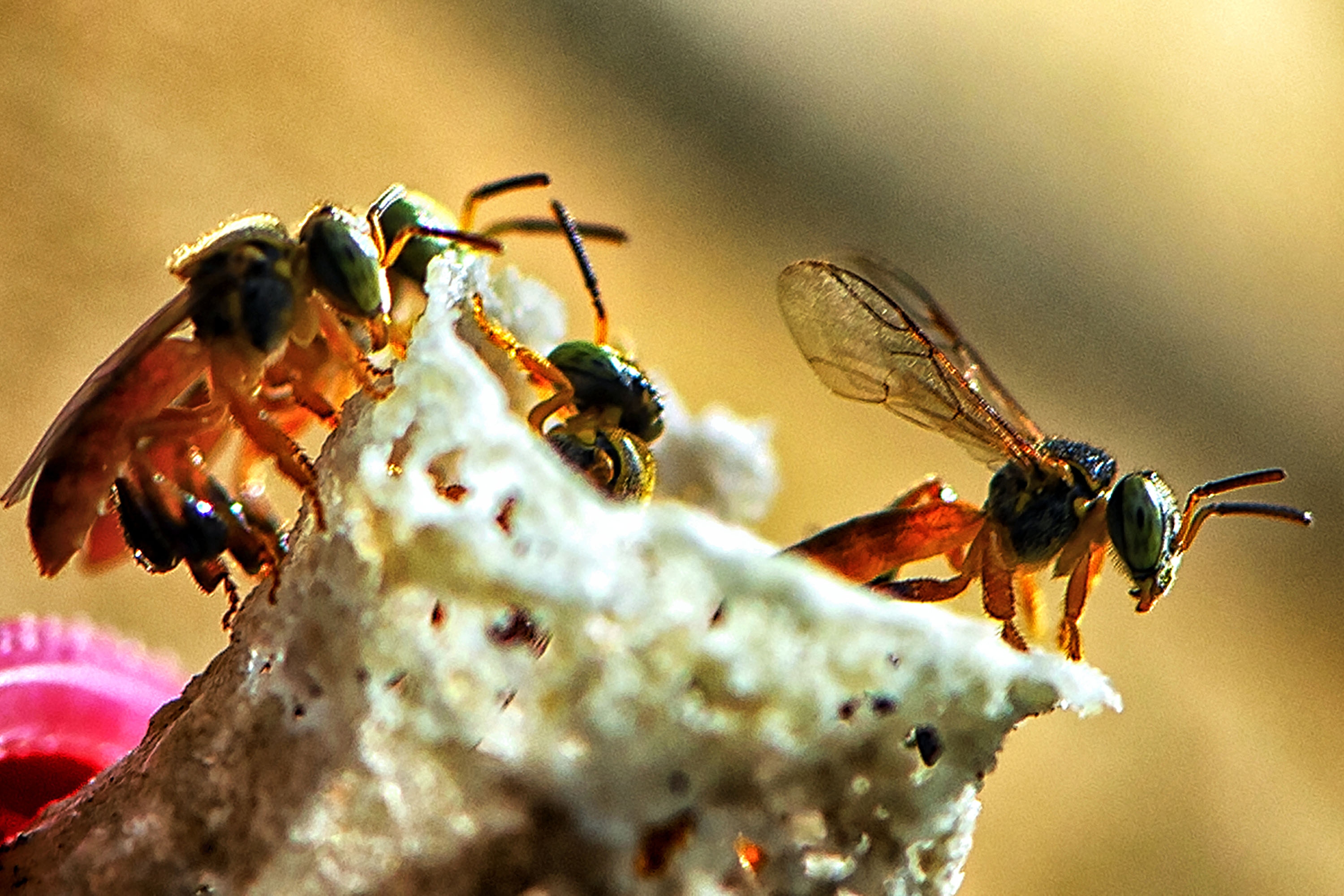 IAT POLINIZA PARANÁ
