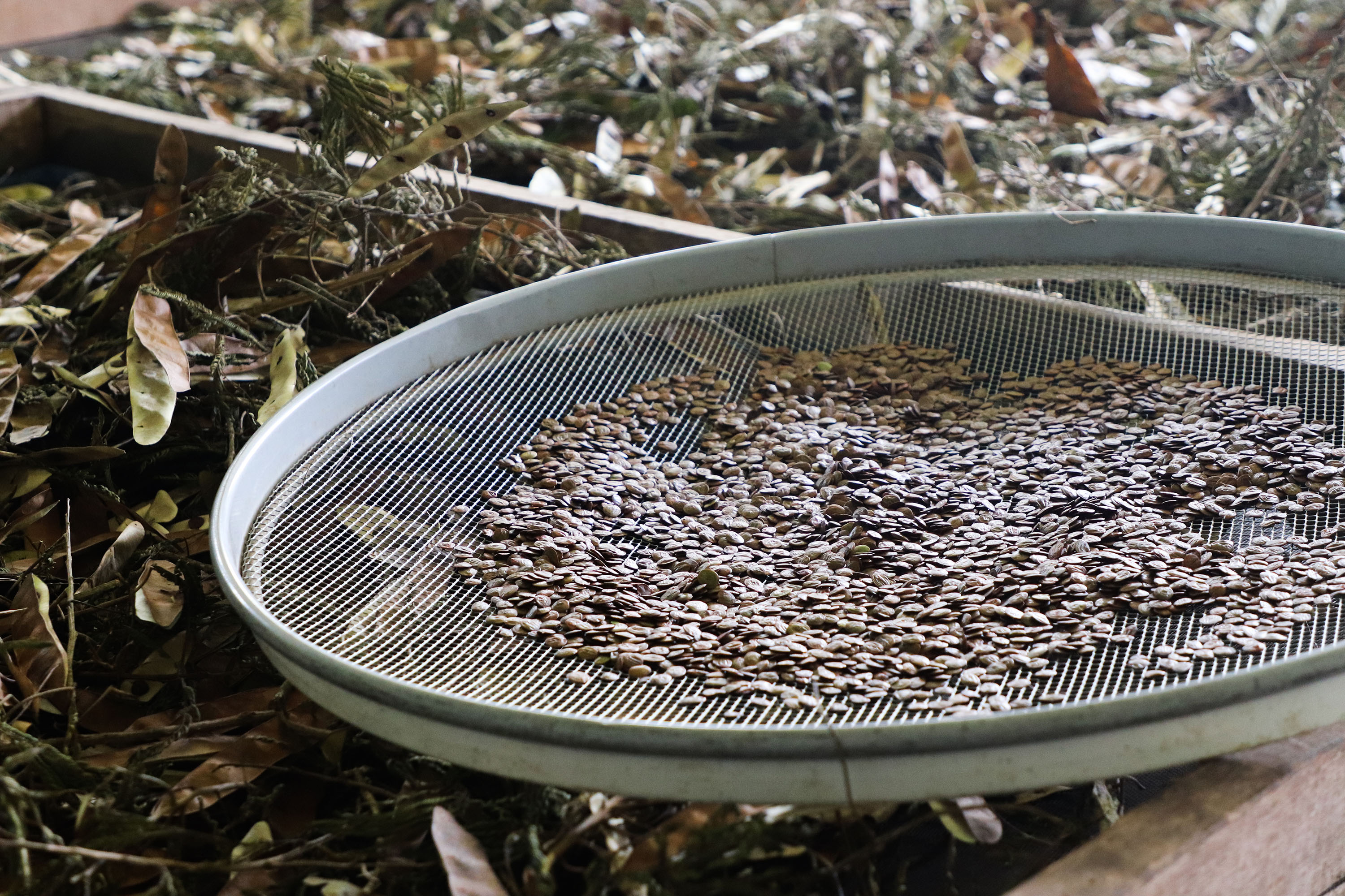 Paraná Mais Verde versão 2025 terá o início da reestruturação dos viveiros e laboratórios de sementes administrados pelo IAT