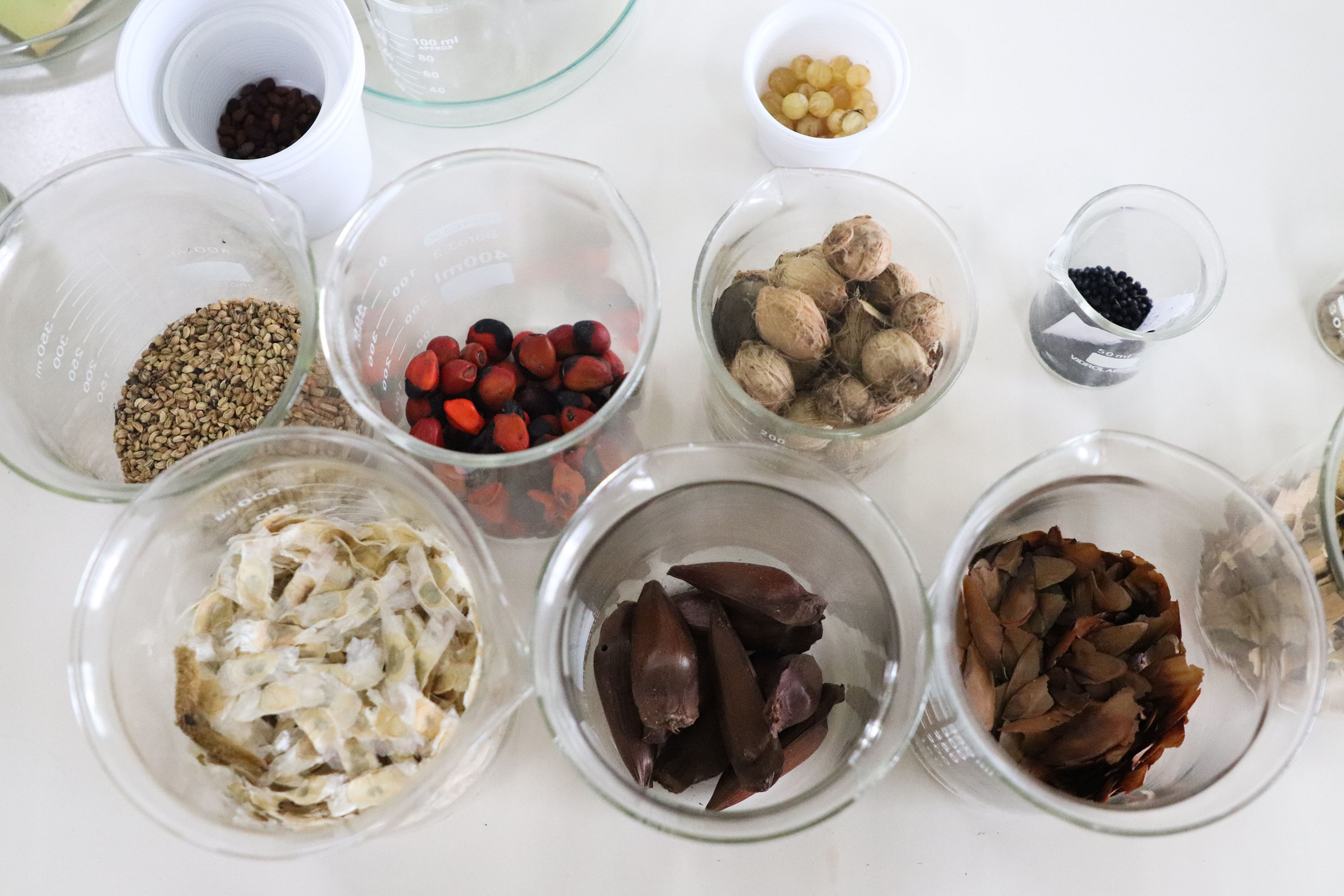 Paraná Mais Verde versão 2025 terá o início da reestruturação dos viveiros e laboratórios de sementes administrados pelo IAT