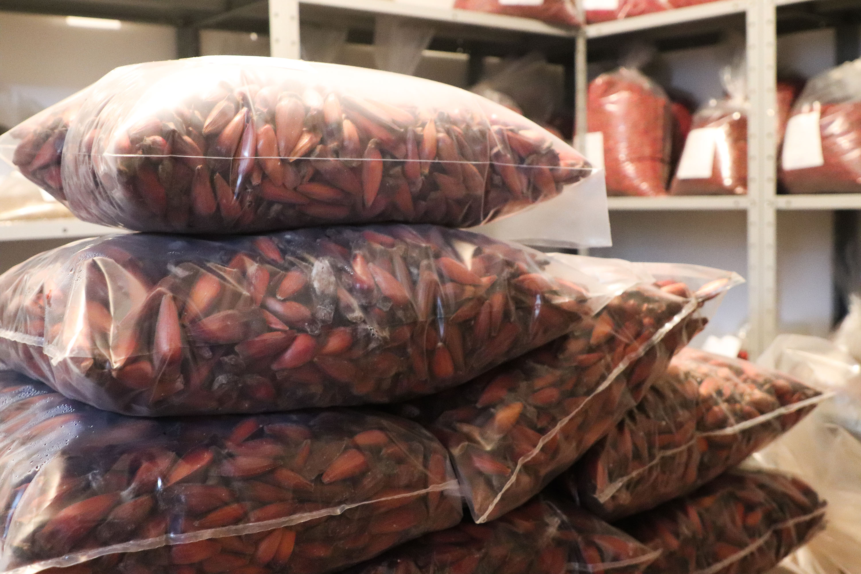 IAT INDENIZAÇÃO PETROBRAS