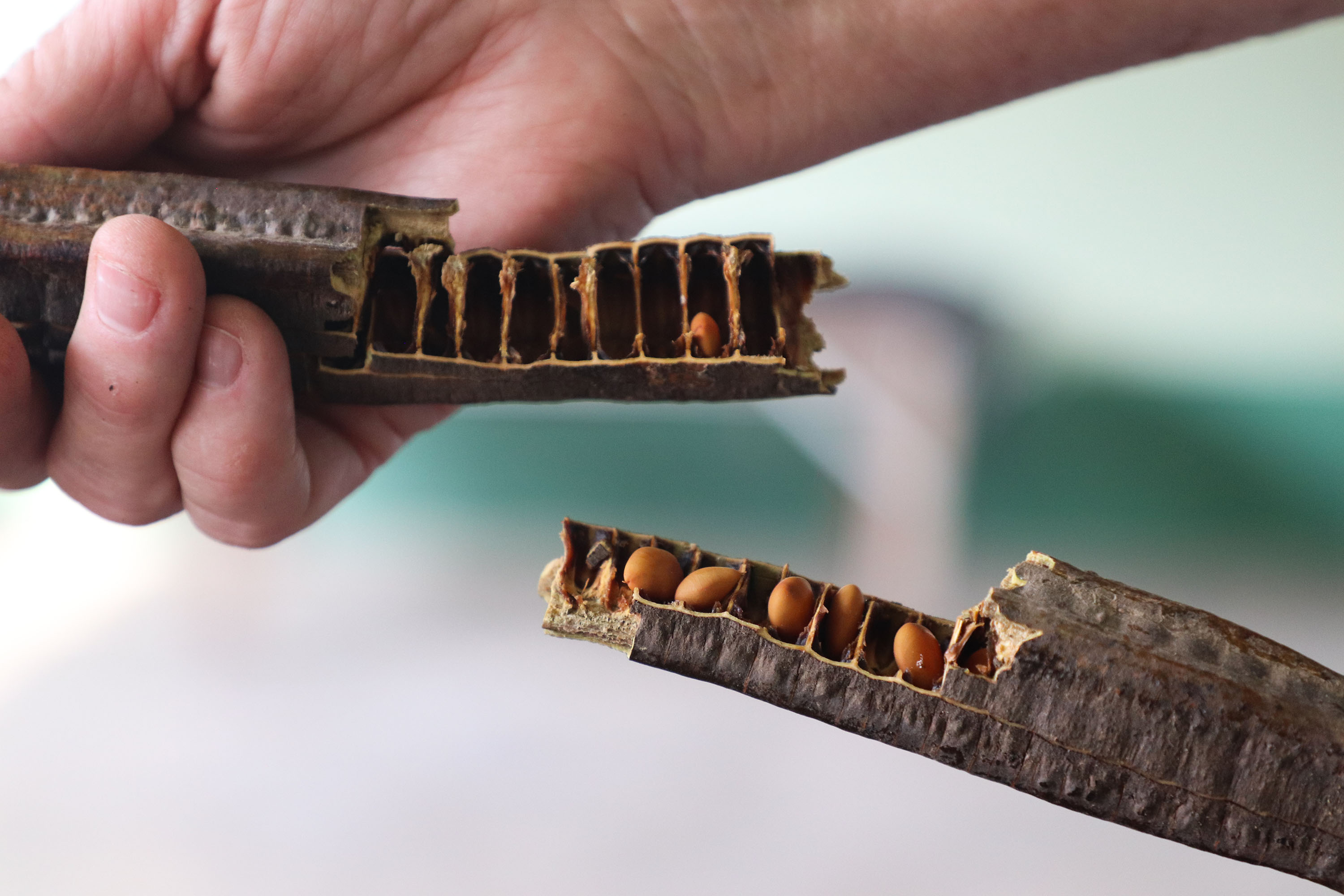 IAT INDENIZAÇÃO PETROBRAS