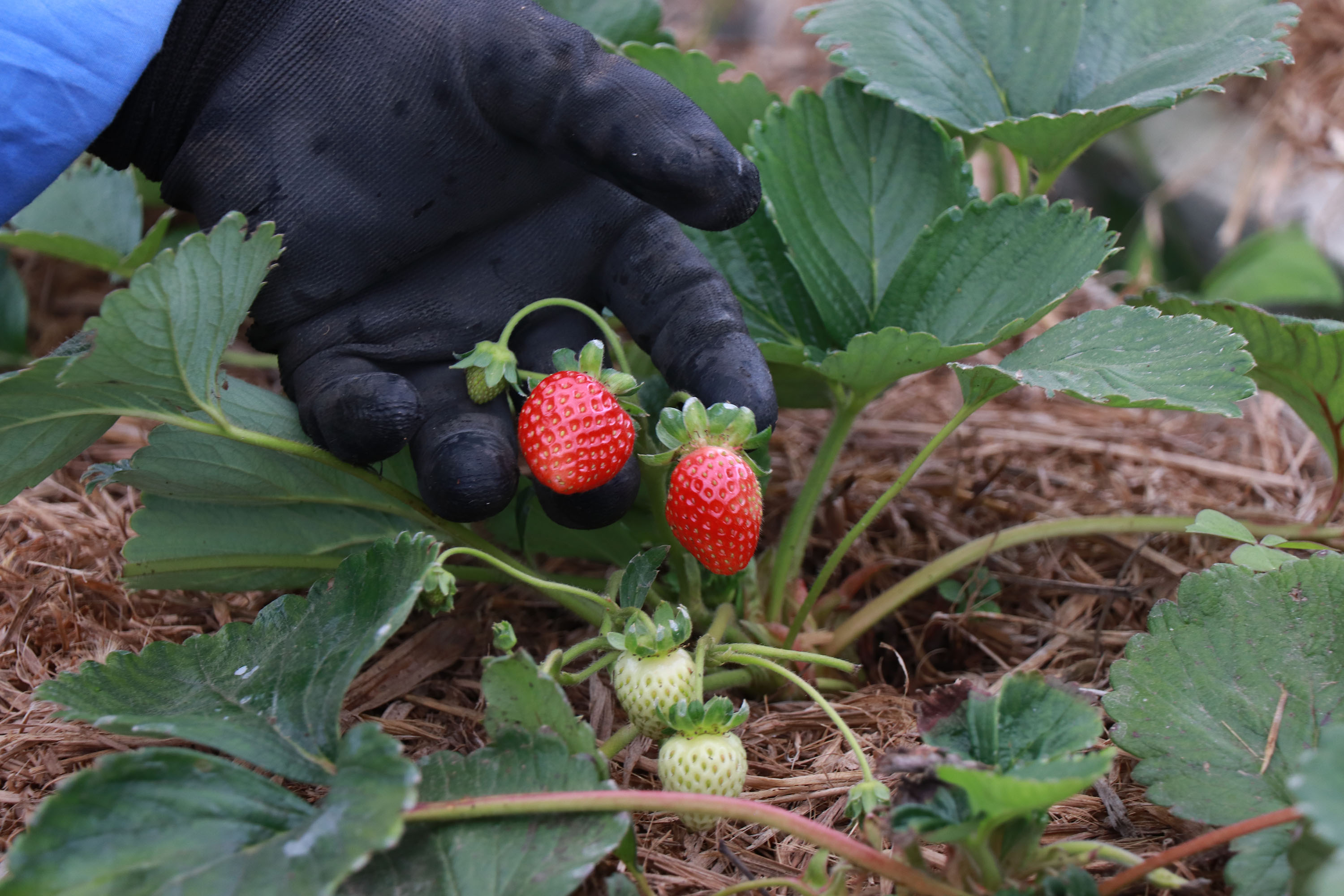 Produtor de orgânico certificado pelo Tecpar tem desconto em linhas de crédito do Plano Safra